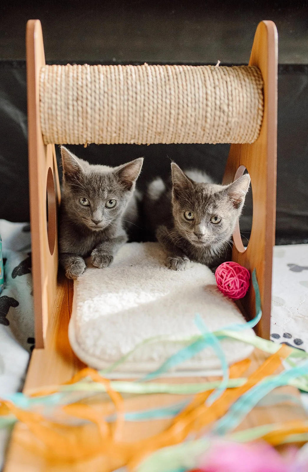 Kitten Snuggle