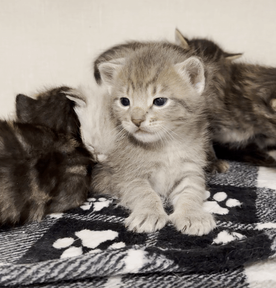 Kittens + Beer: Cinco de Mayo
