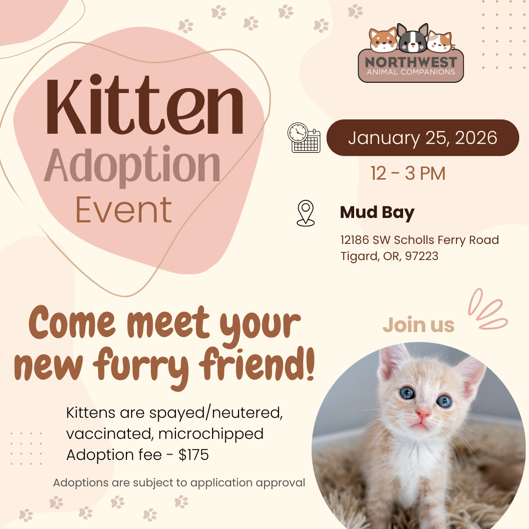 Kitten Adoption Event 