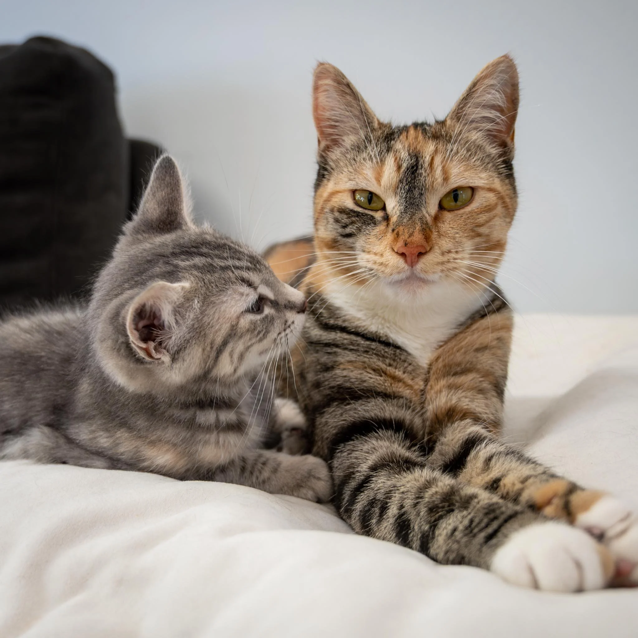 Bringing Home a New Kitten? Here’s How to Introduce Them to Your Cats