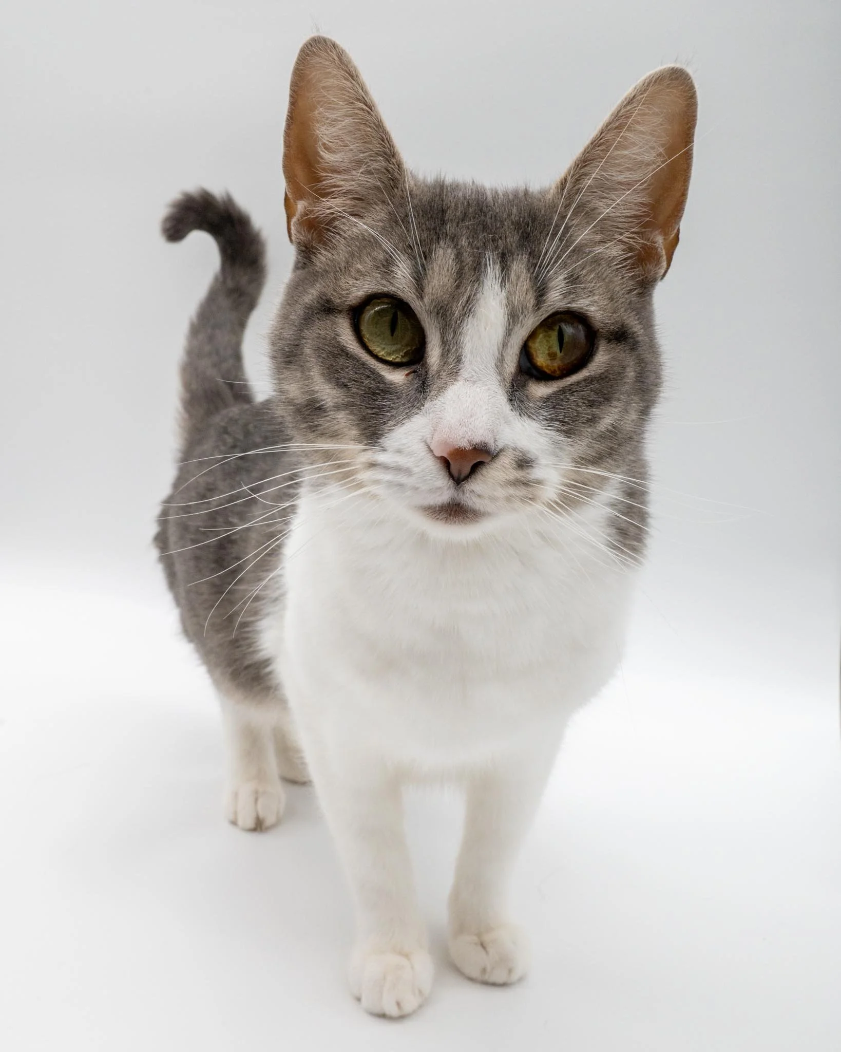FIV in Cats: What You Need to Know and Why It Shouldn't Stop You from Adopting