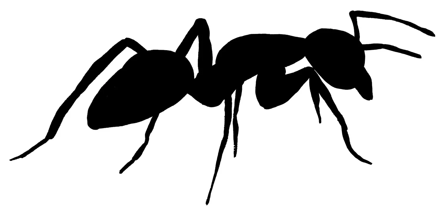 Ant Paintings