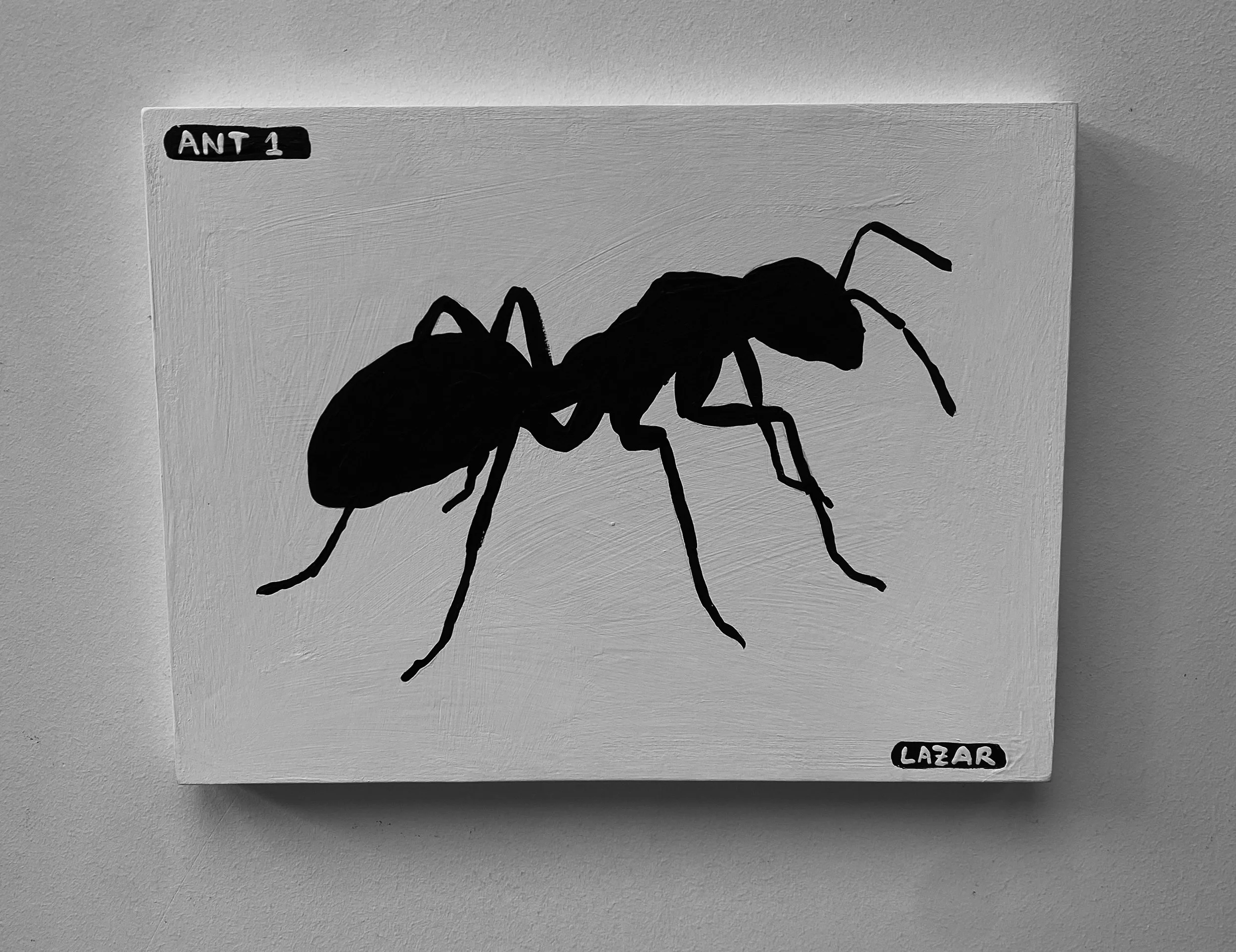 ant-01c.jpg