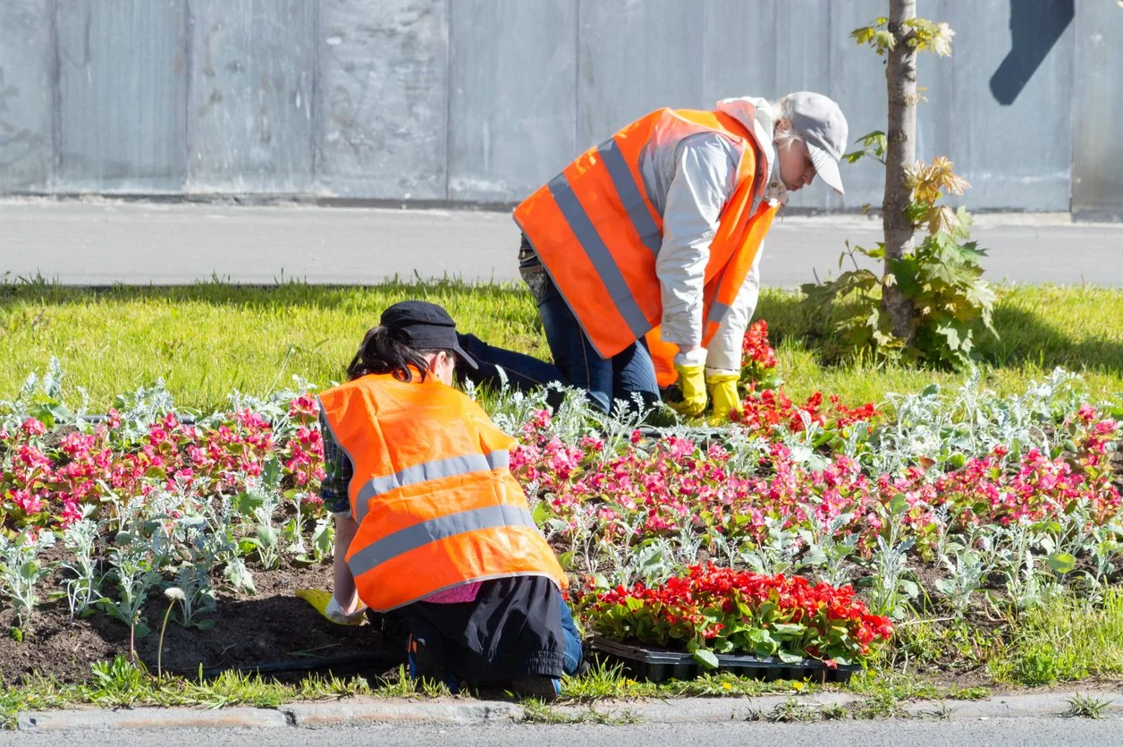 Two people wearing orange safety vests planting flowers in a garden near a sidewalk, one kneeling and the other bending over.