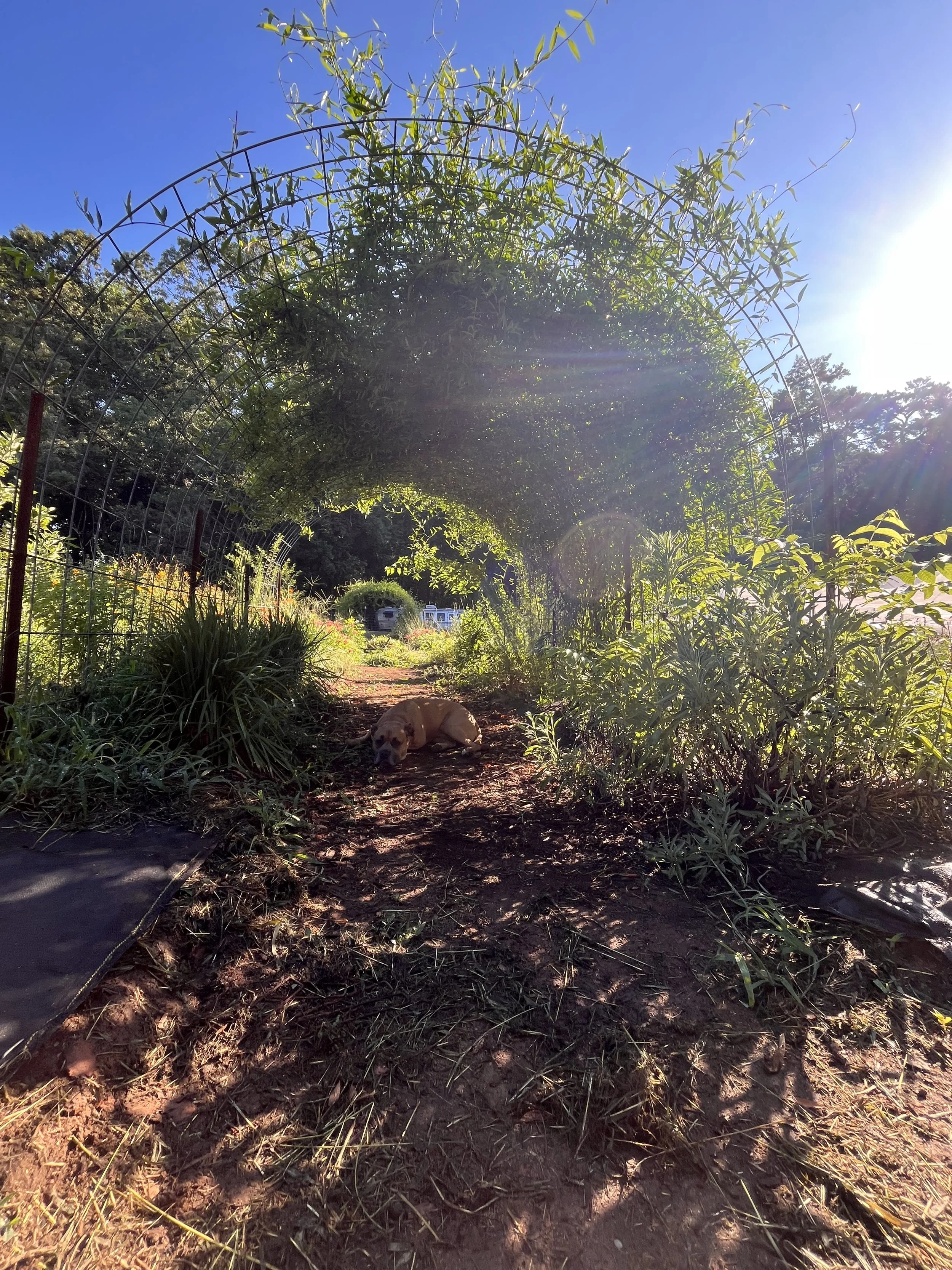 A garden arch made of metal with green leafy plants growing over it. A dog is lying on the dirt path underneath the arch, with trees and a clear blue sky in the background.