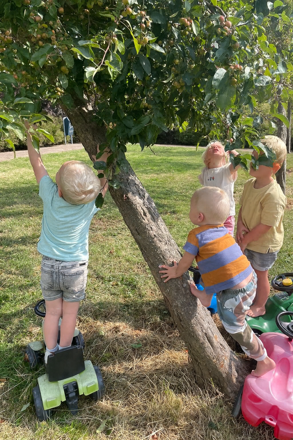 Four young children with blonde hair exploring an apple tree in a park on a sunny day, some standing on toy cars, reaching for apples.