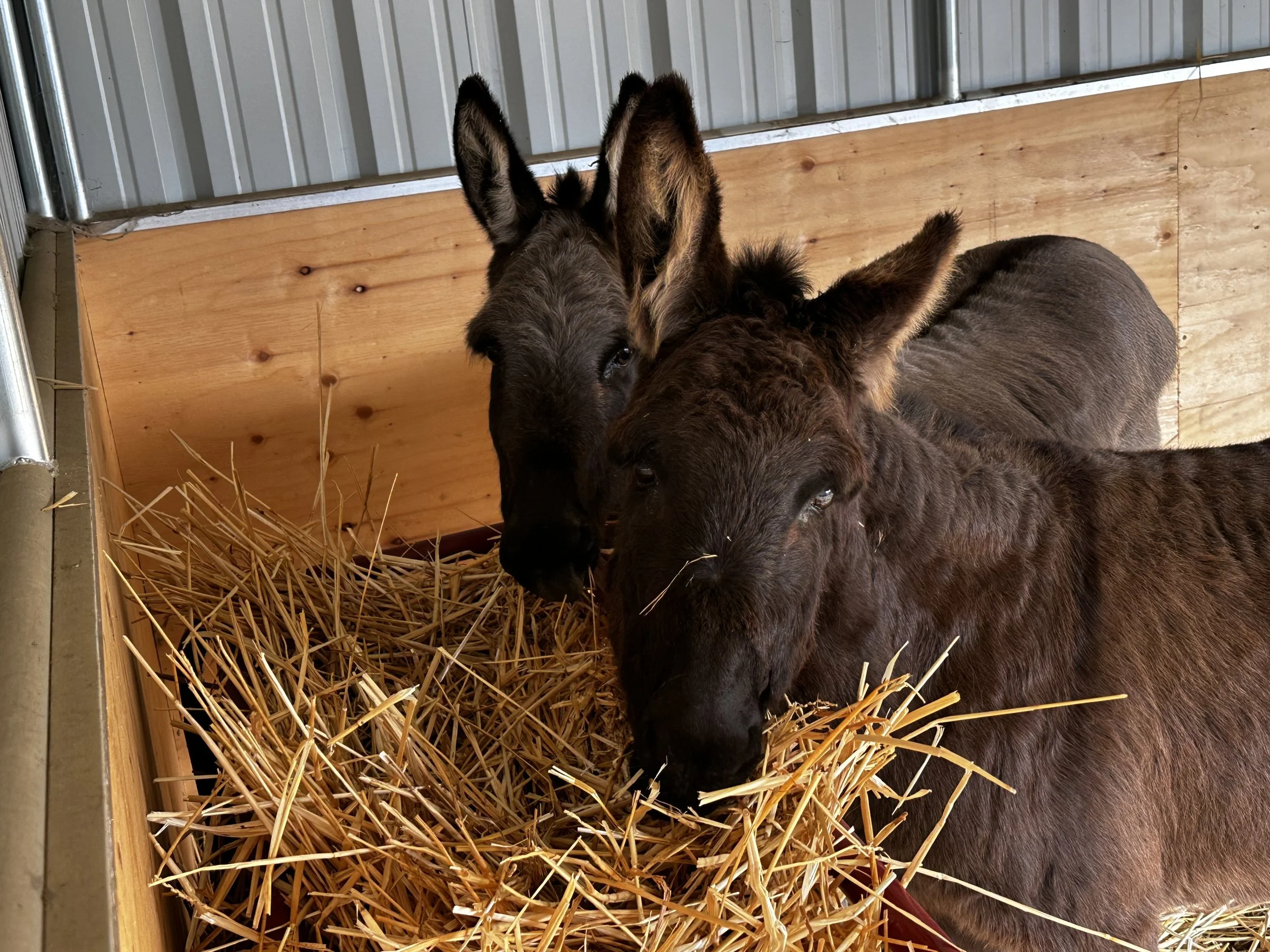 gracie-and-luna-1.jpg