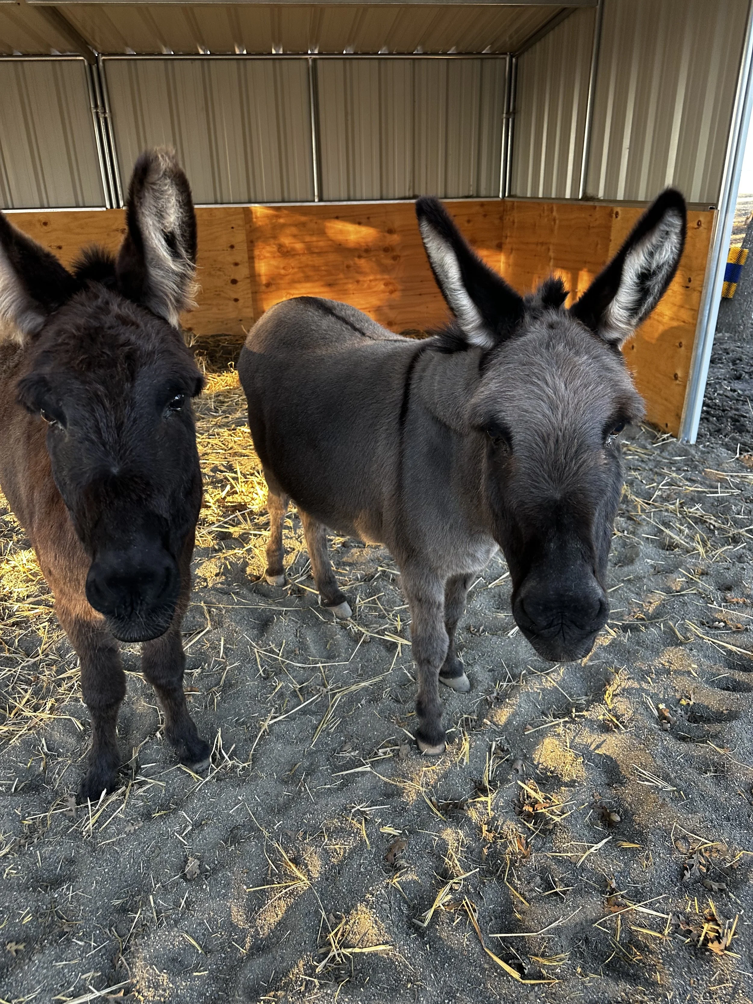 gracie-and-luna-2.jpg