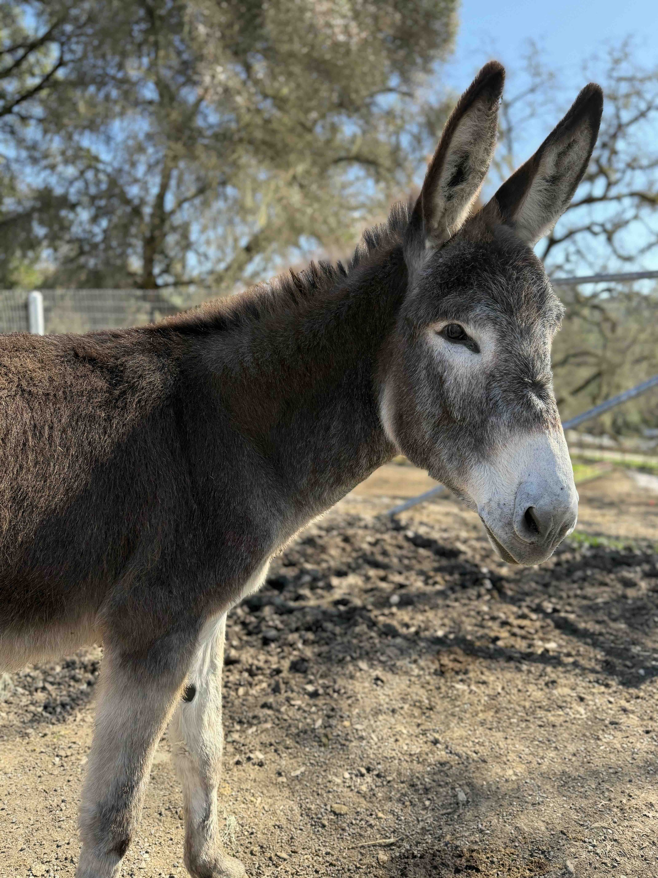 A close-up of a donkey named Kate at Oscar's Place.