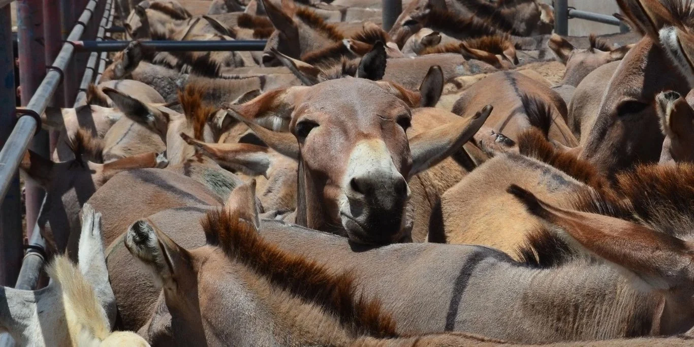 Donkeys being held in a tight pen