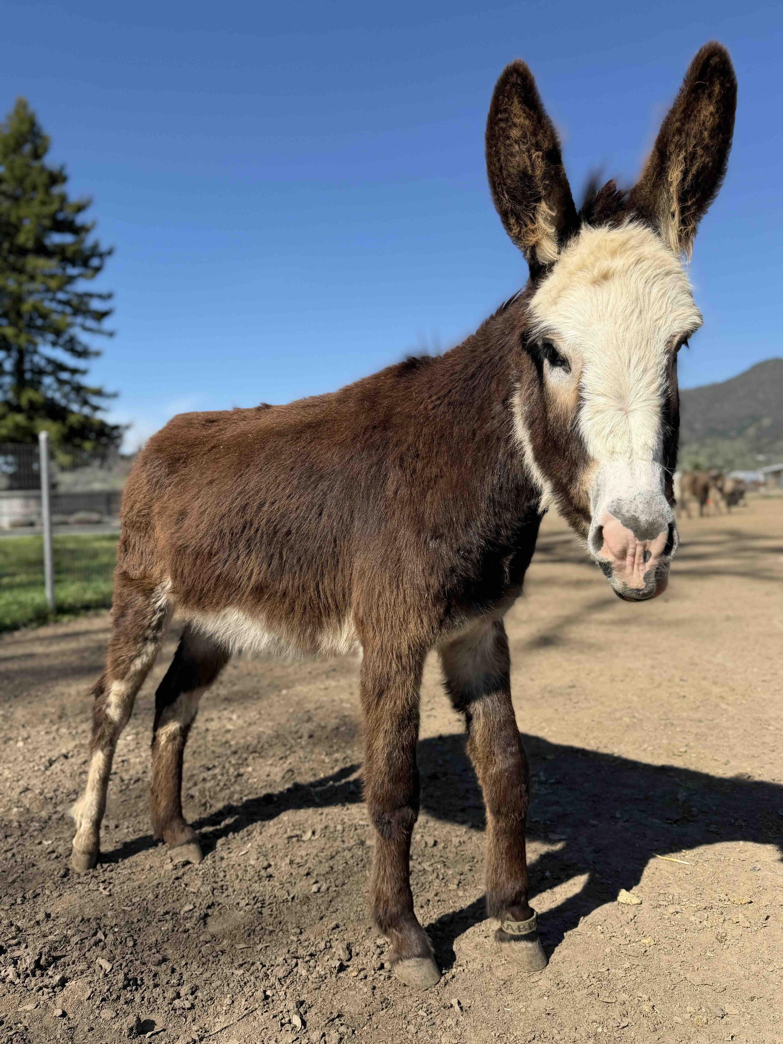 A close-up of a donkey named Babe standing outdoors at Oscar's Place.