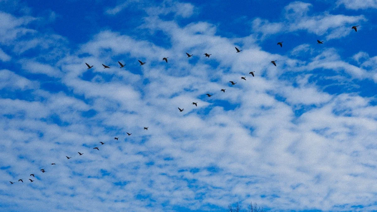 63.Migration Over Lake Street_Minnesota_January_2026.jpg