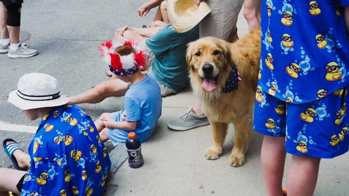 Golden_Maine_2026.jpg