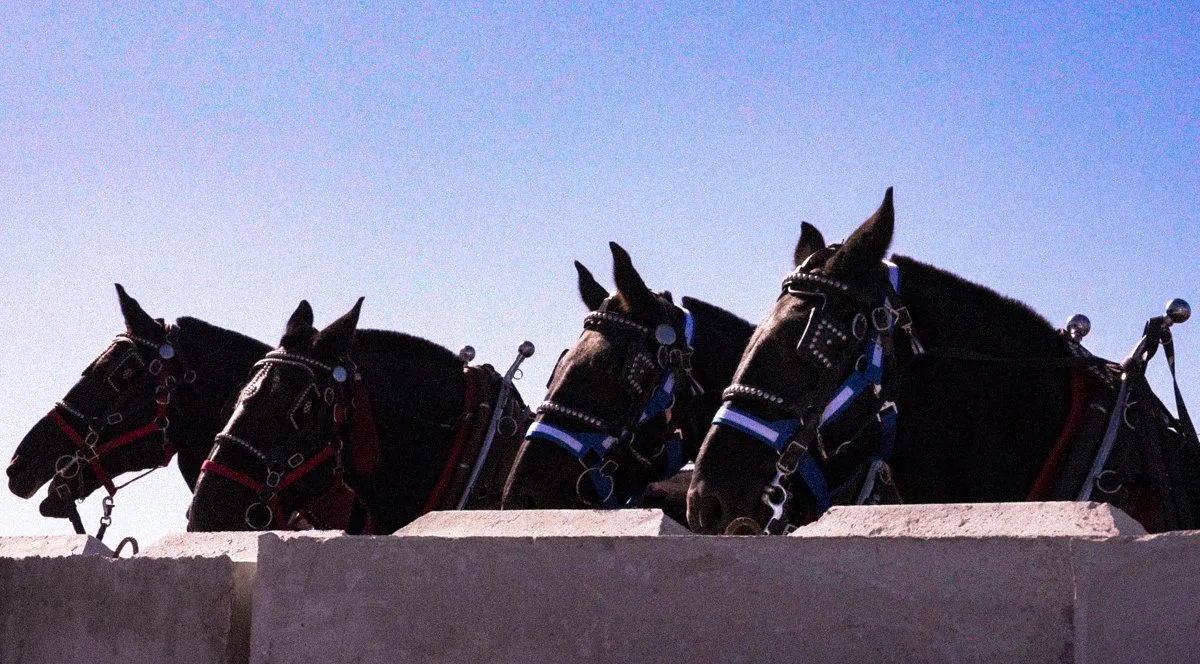 Horses Waiting_Maine_2025.jpg