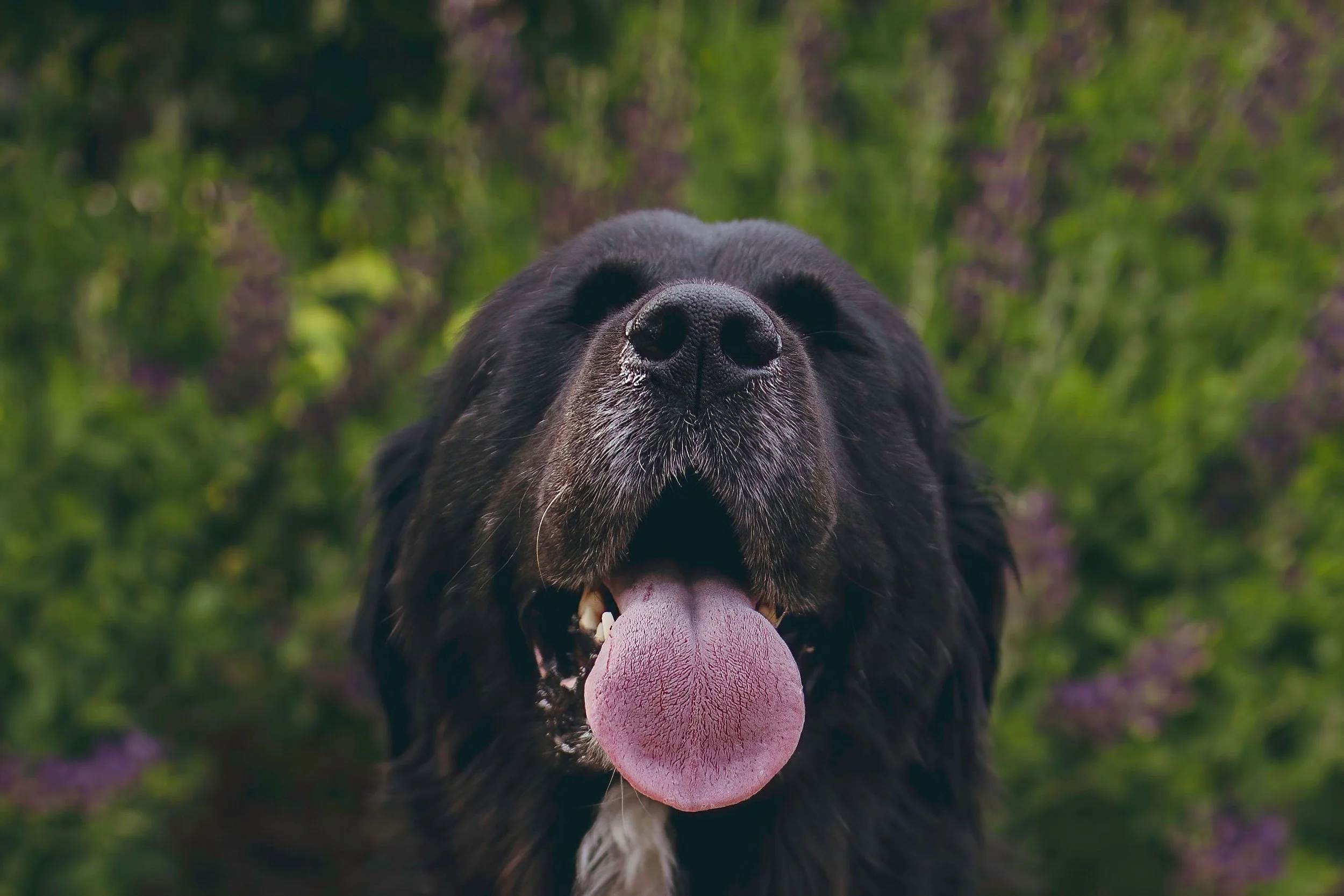 Close-up of a black dog with its tongue out, surrounded by green foliage and purple flowers in the background.