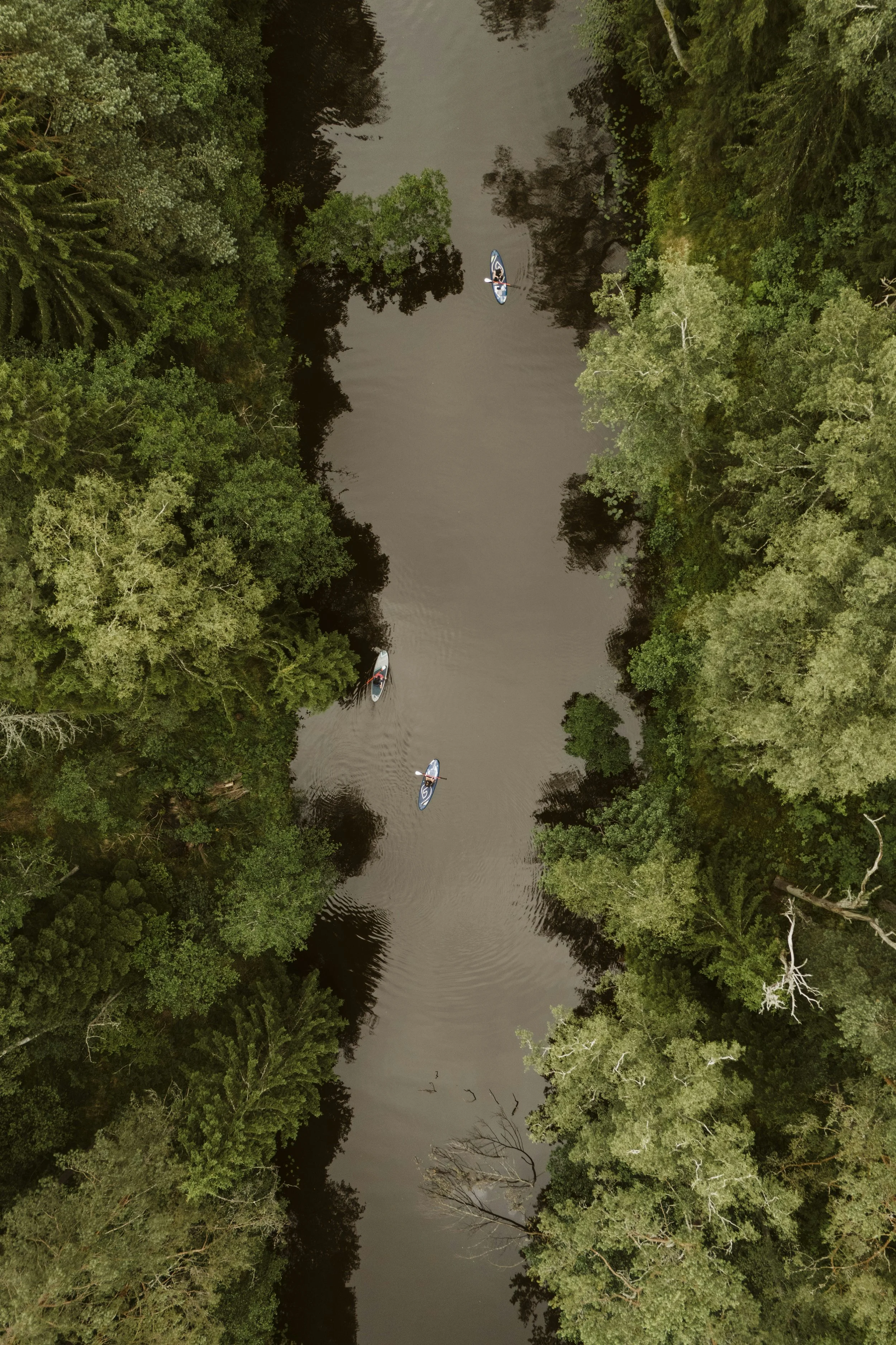 An aerial view of a narrow river with four people paddleboarding amid dense green trees on both sides.