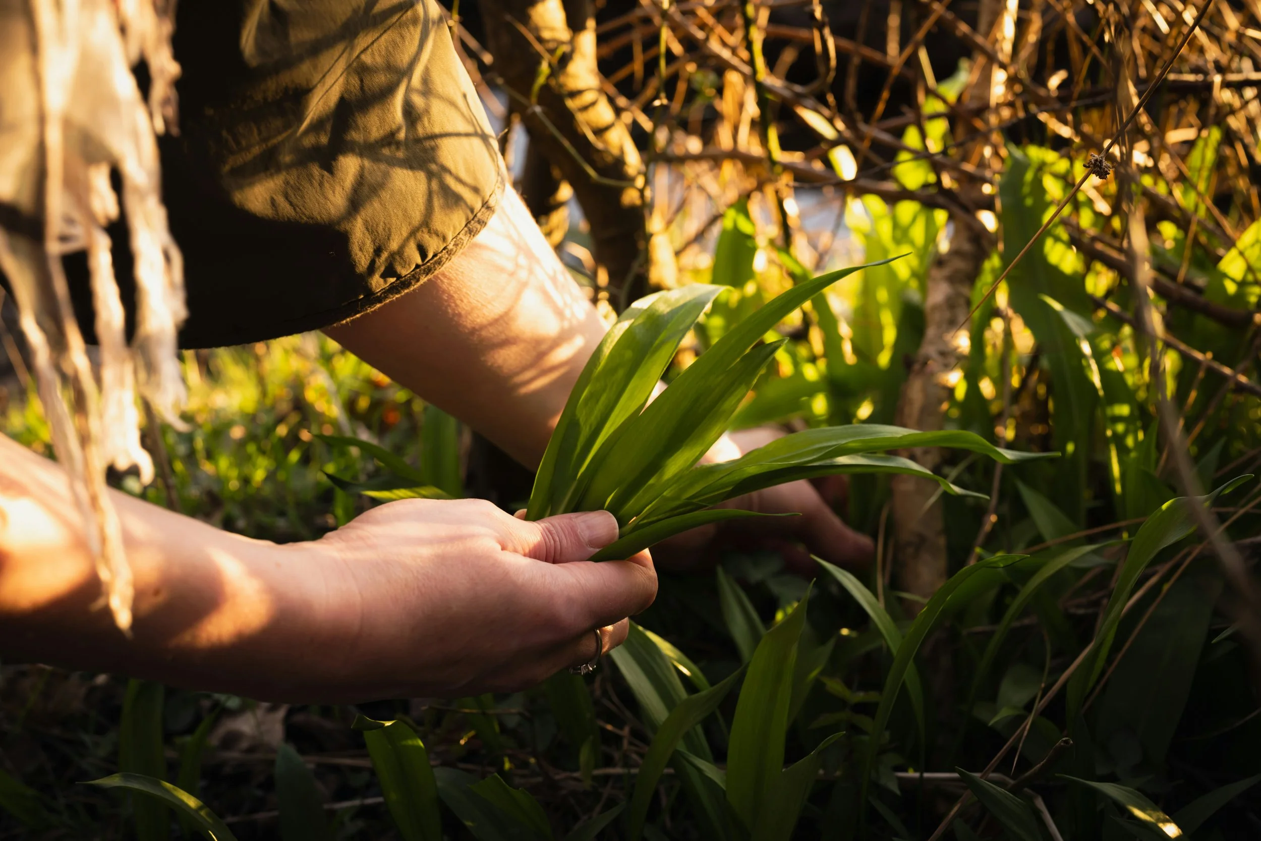 Close-up of hands tending to green plants in a natural outdoor setting, with sunlight filtering through surrounding branches.