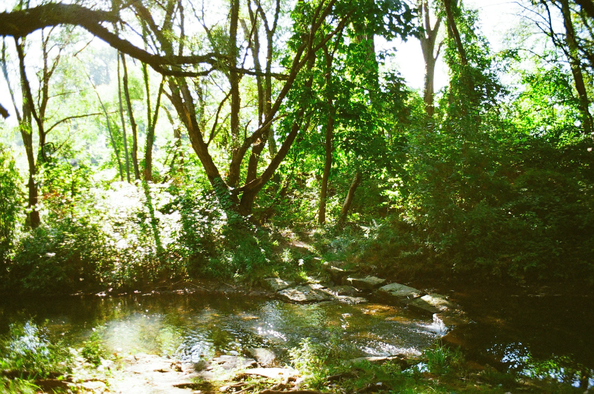 A lush green forest with sunlight filtering through trees, and a small stream flowing over rocks.