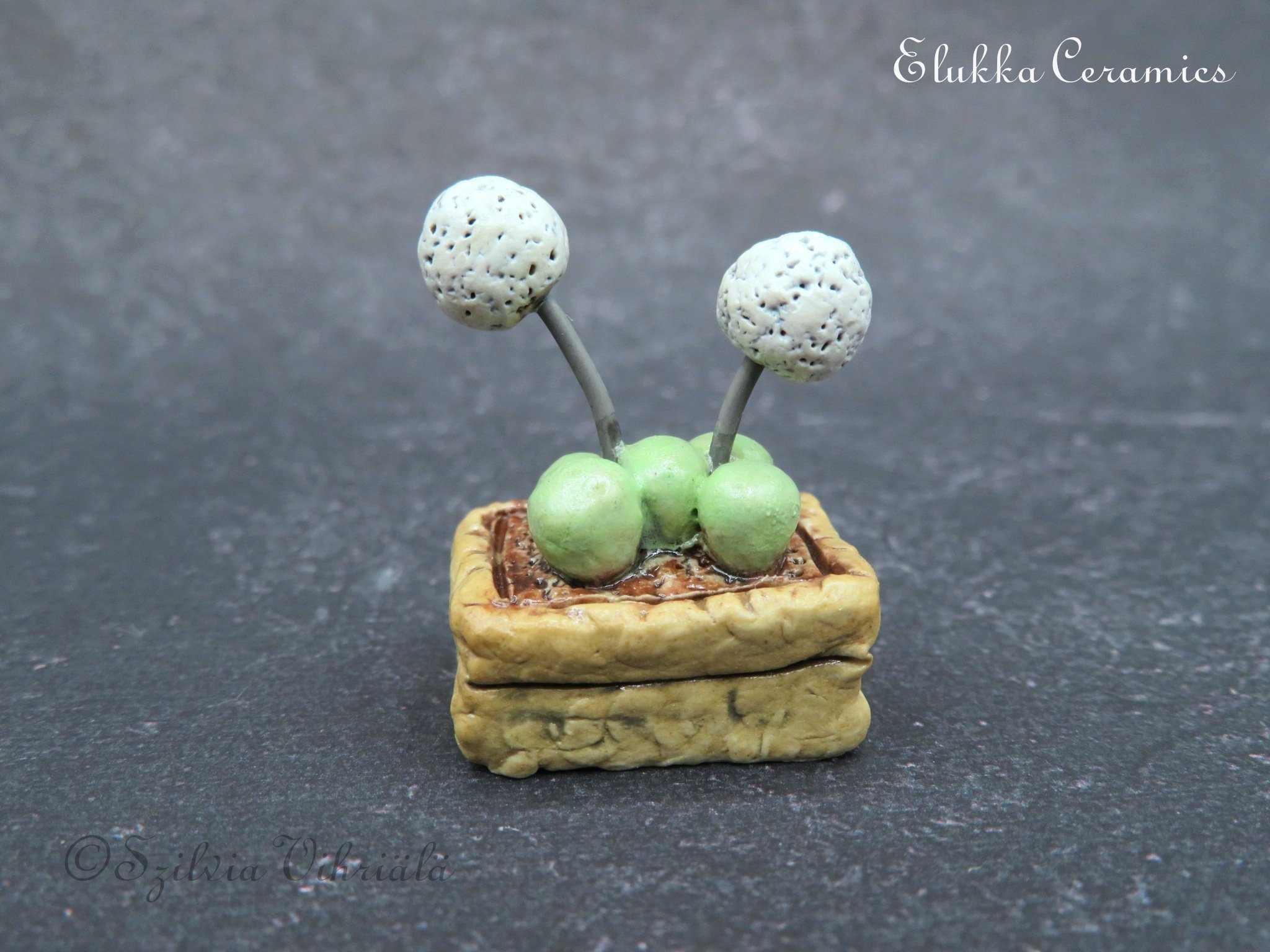 Tiny Bloom™ Series by elukka...Miniature Blooming Succulent in Tan Rock Flower Box