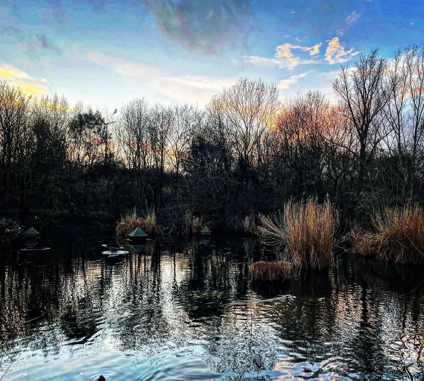 🌅🌲
 #russiadockwoodland #southwark #london