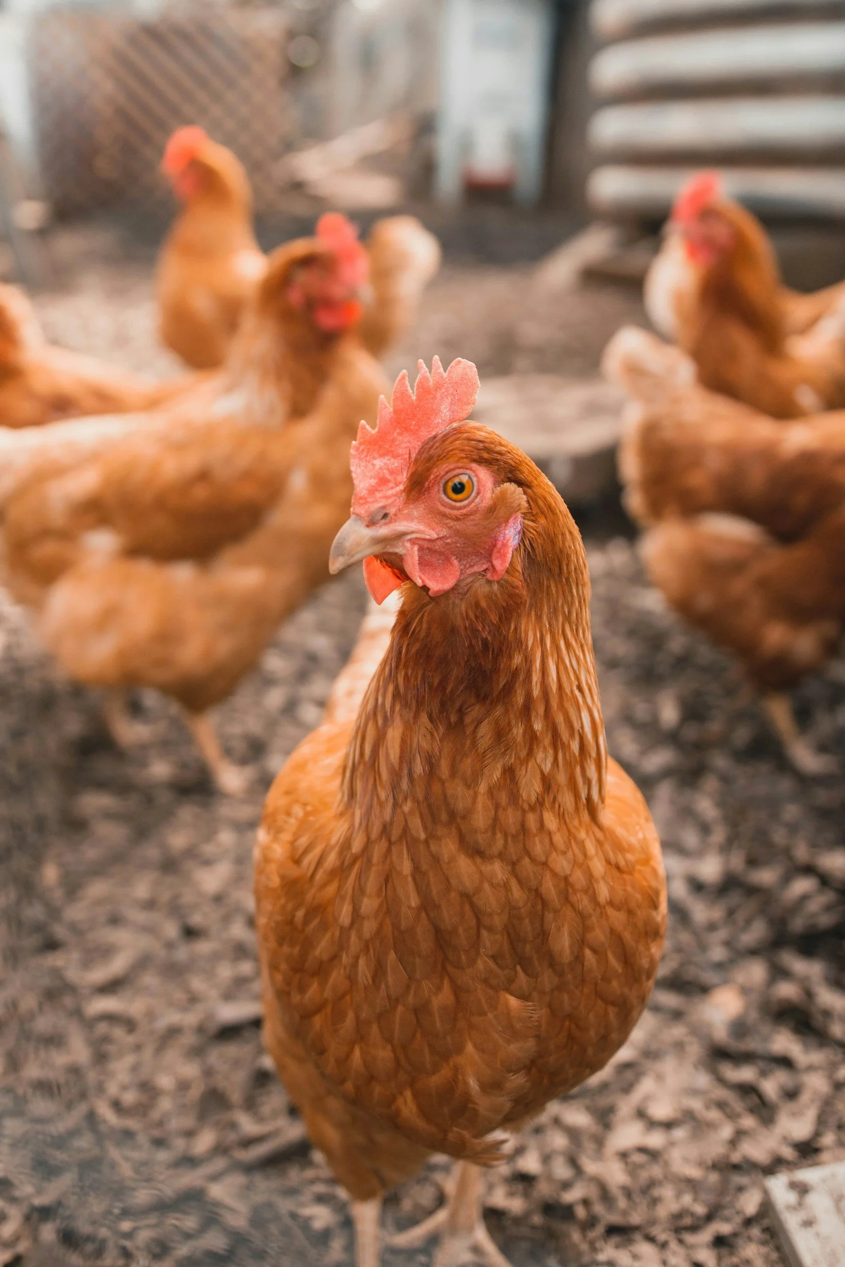 Close-up of a red hen with other hens in the background on a farm.