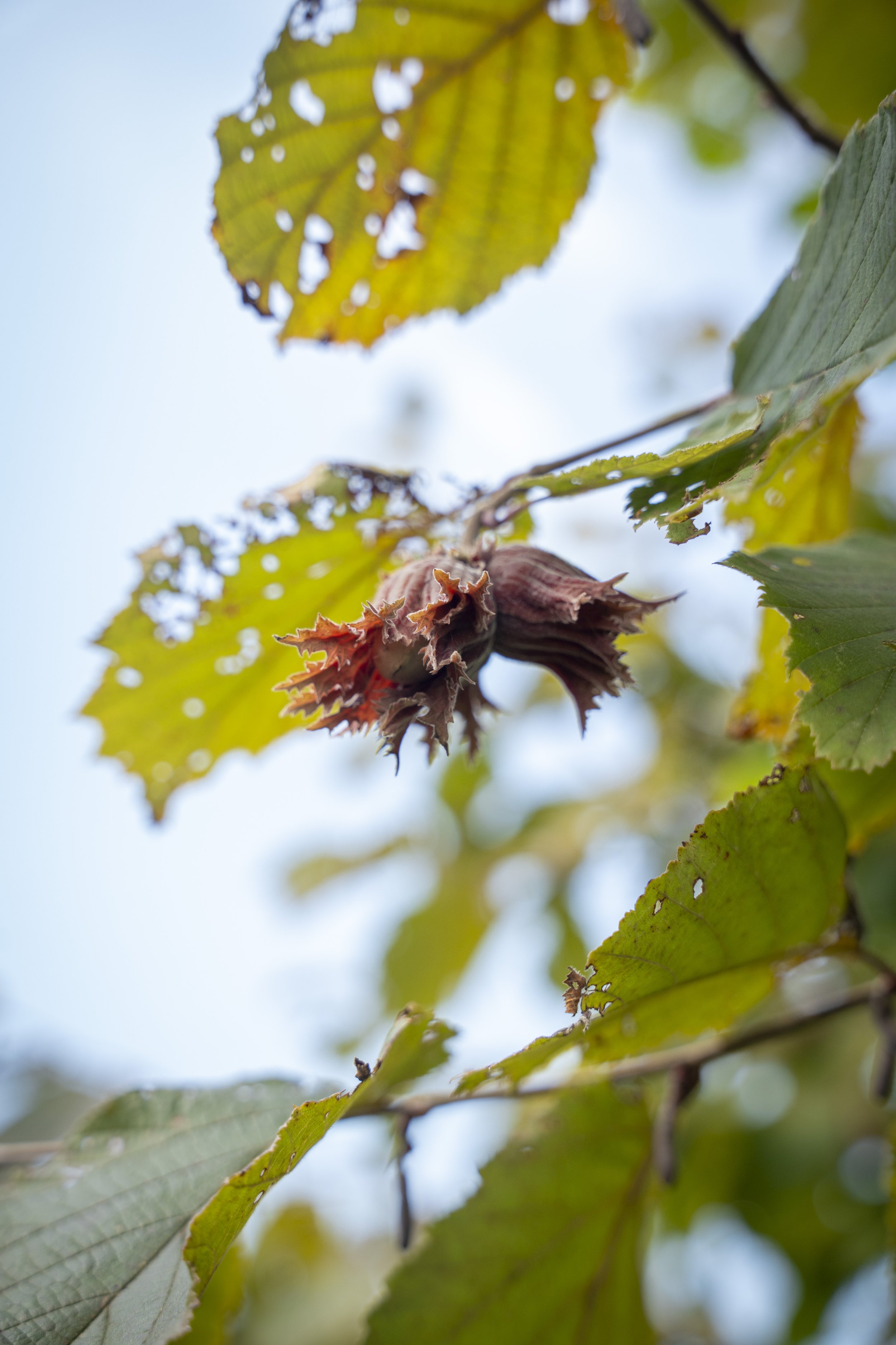 Close-up of a hazelnut in its husk hanging from a tree branch among green leaves.