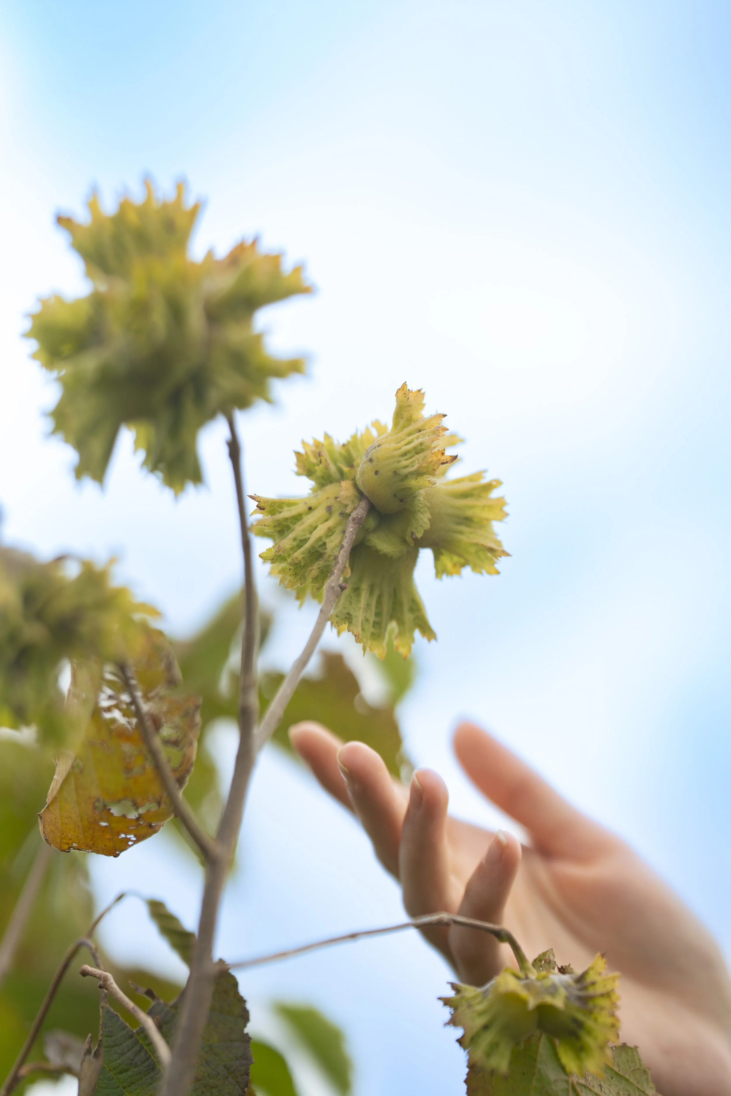 A person reaching out to touch a branch of a hazelnut tree with green unripe hazelnuts against a bright blue sky.
