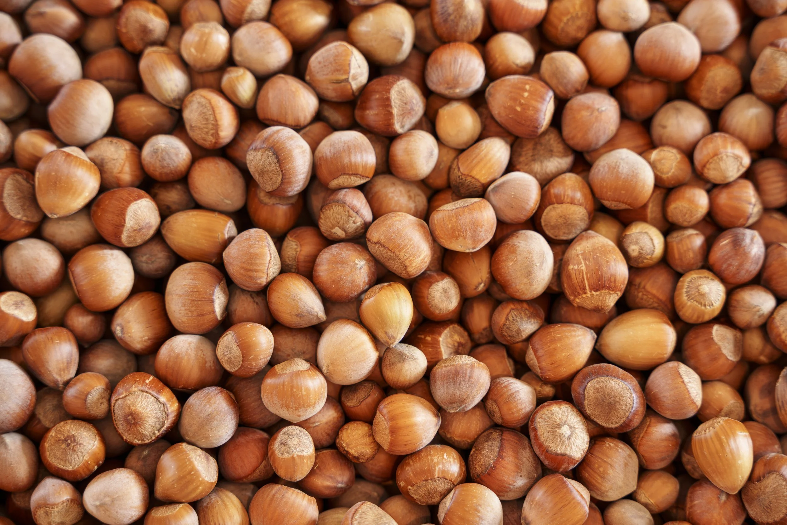 A large pile of hazelnuts with light brown shells.