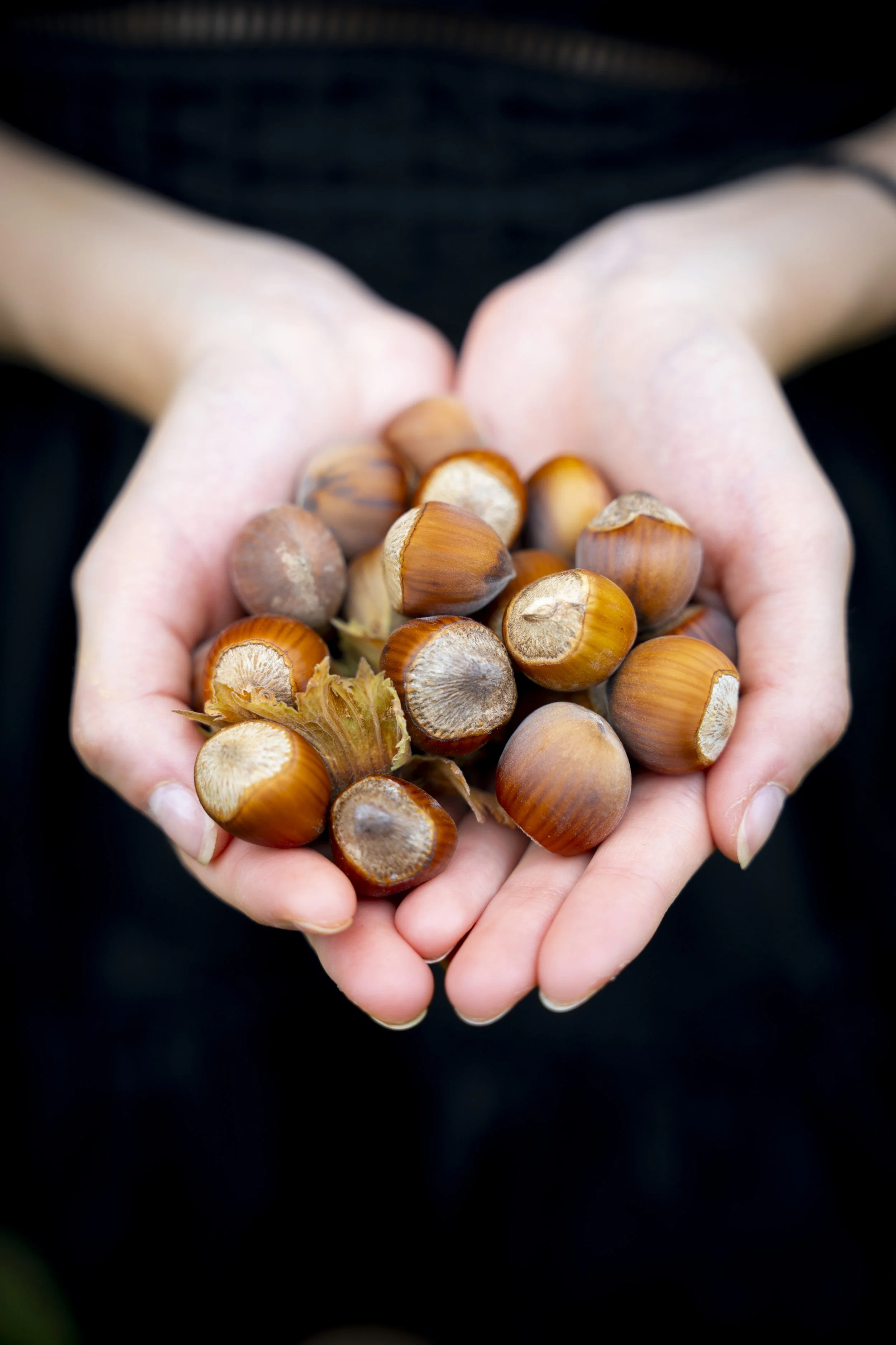 Raw Hazelnuts (In Shell)