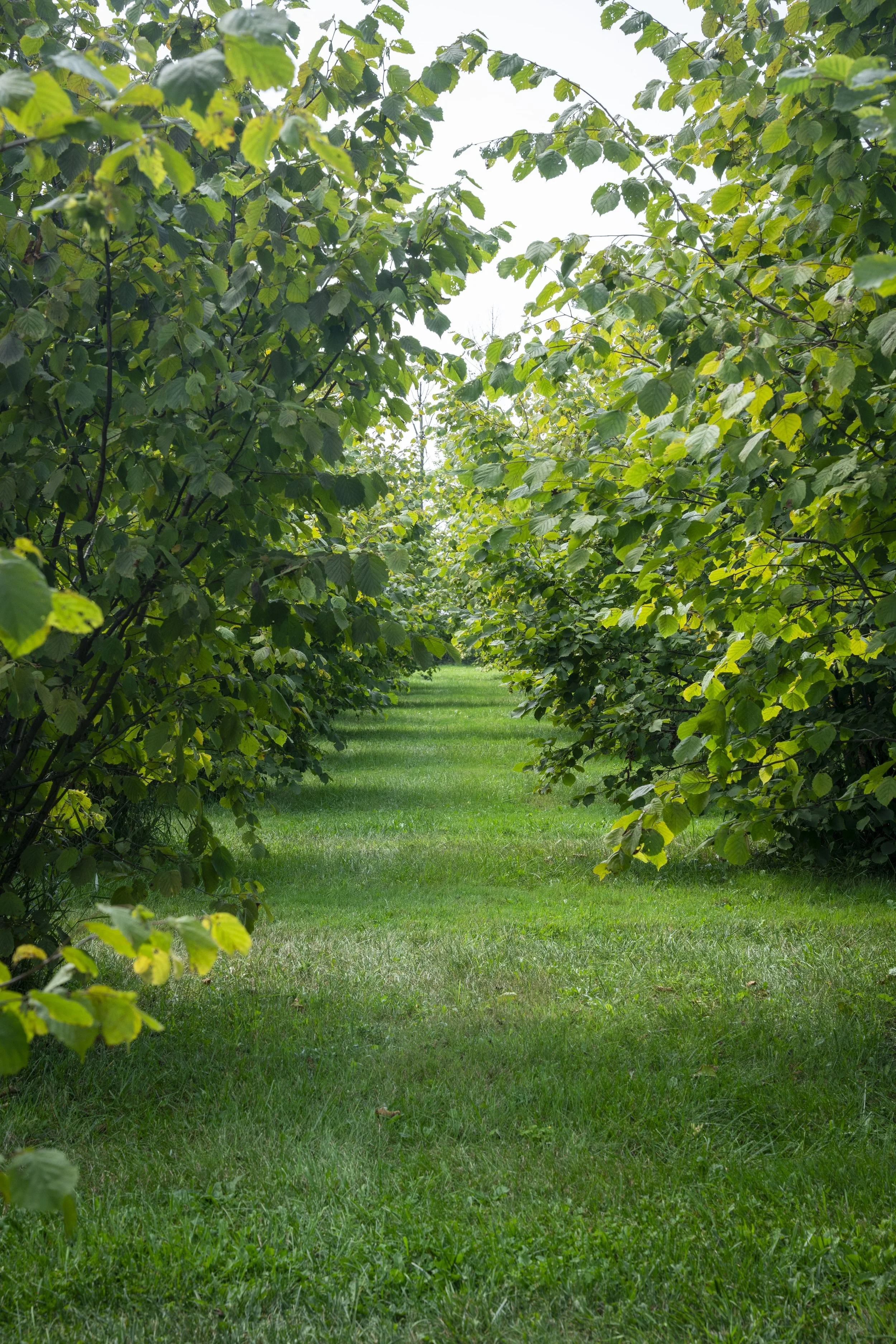 A pathway lined with dense green bushes and trees during daytime.