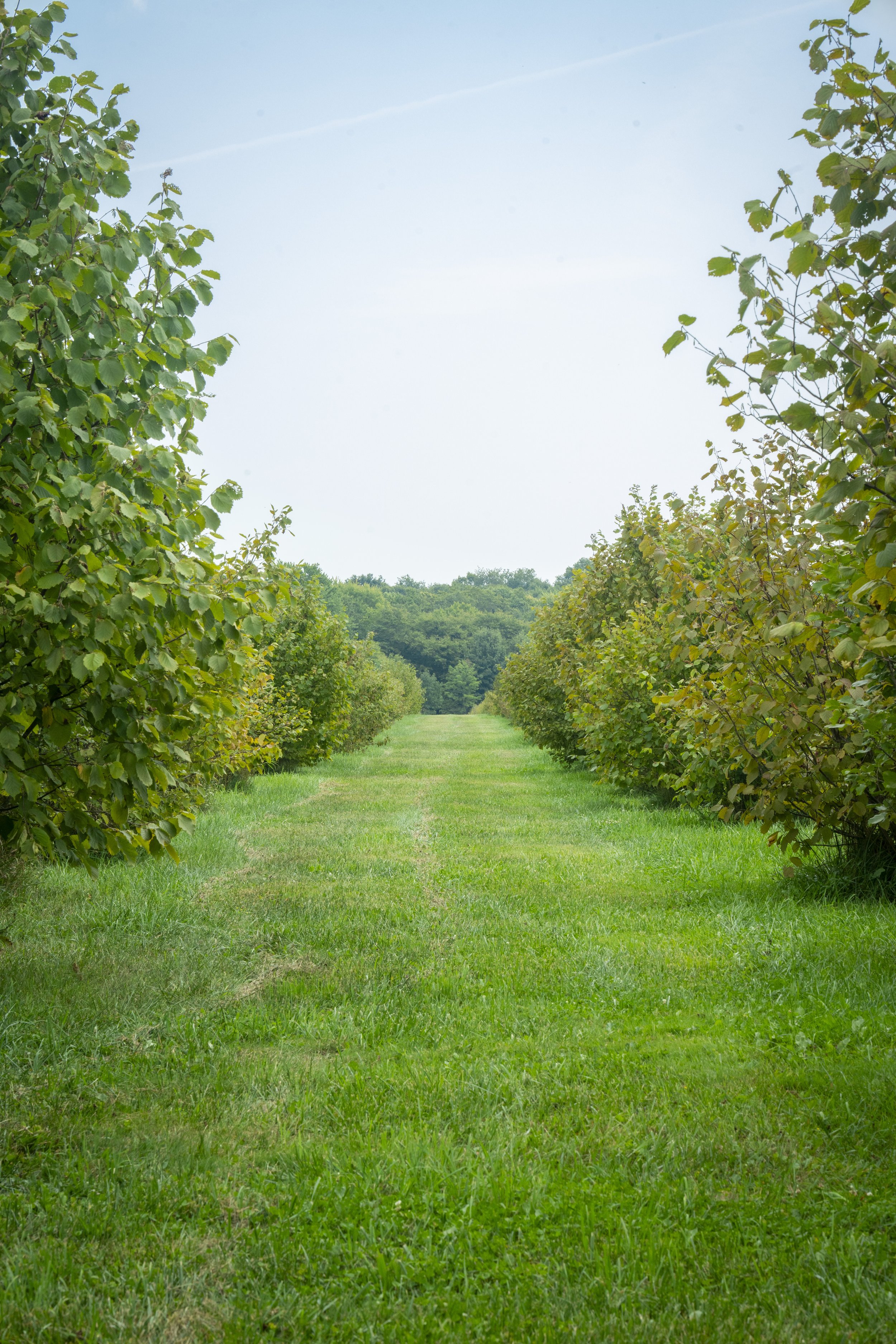 A grassy pathway through a tree orchard with lush green trees on both sides, leading to a distant tree line under a partly cloudy sky.