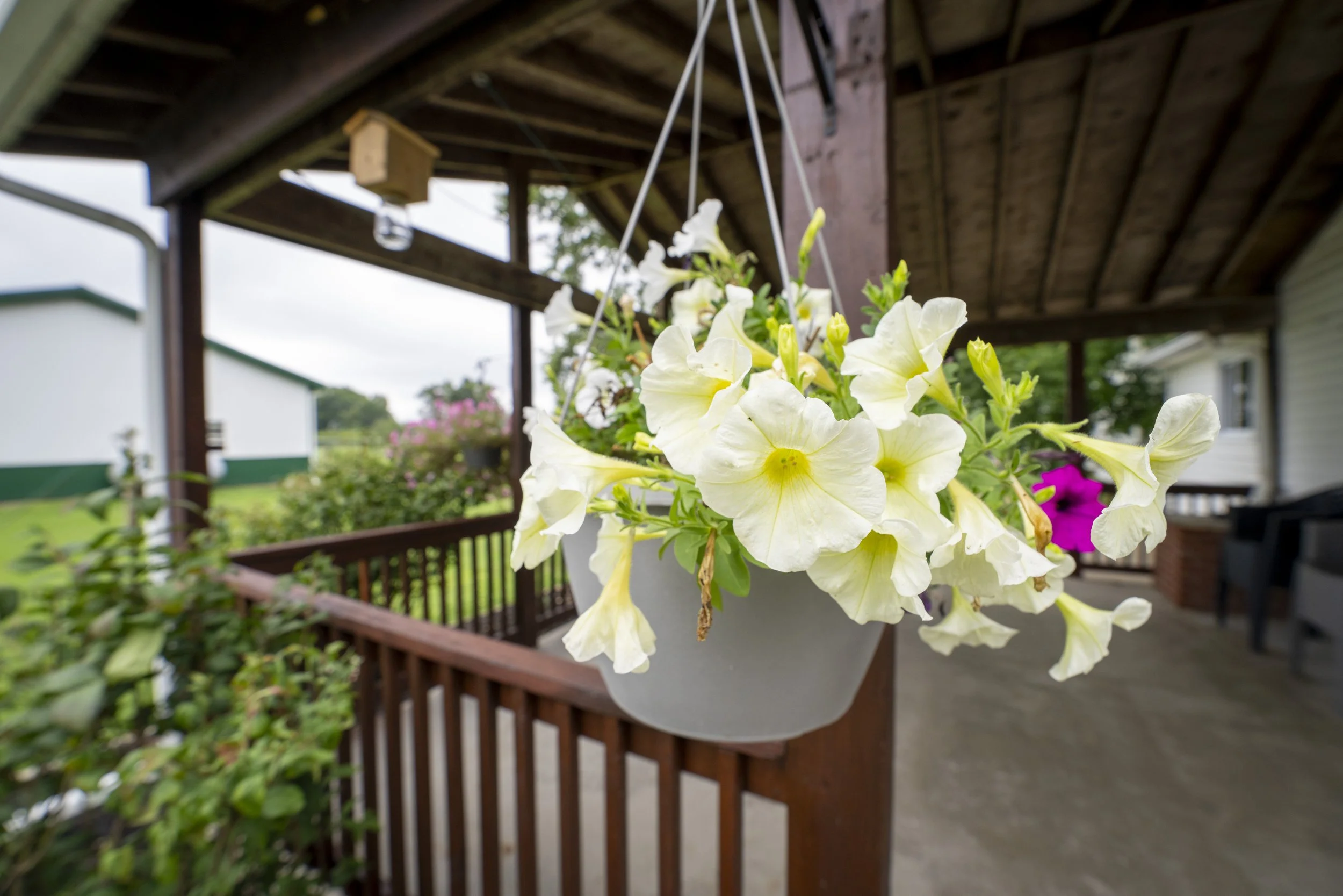 White petunias in a hanging planter on a porch railing of a house in a rural setting.