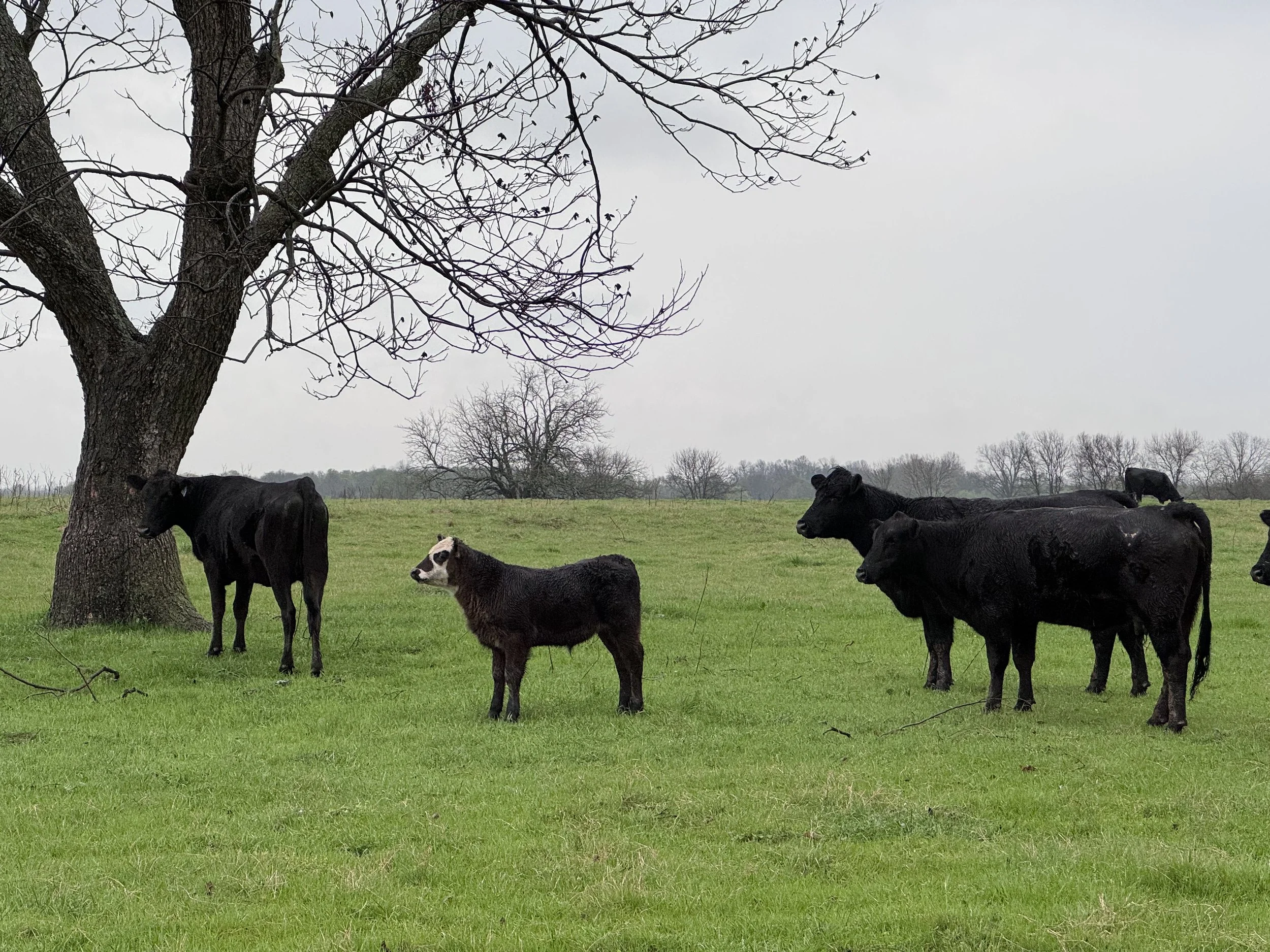 Rivers Wild Ranch | Premium Beef | Family-Owned | Powderly, TX