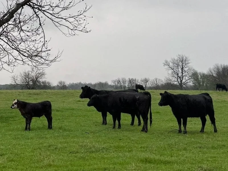 Rivers Wild Ranch | Premium Beef | Family-Owned | Powderly, TX