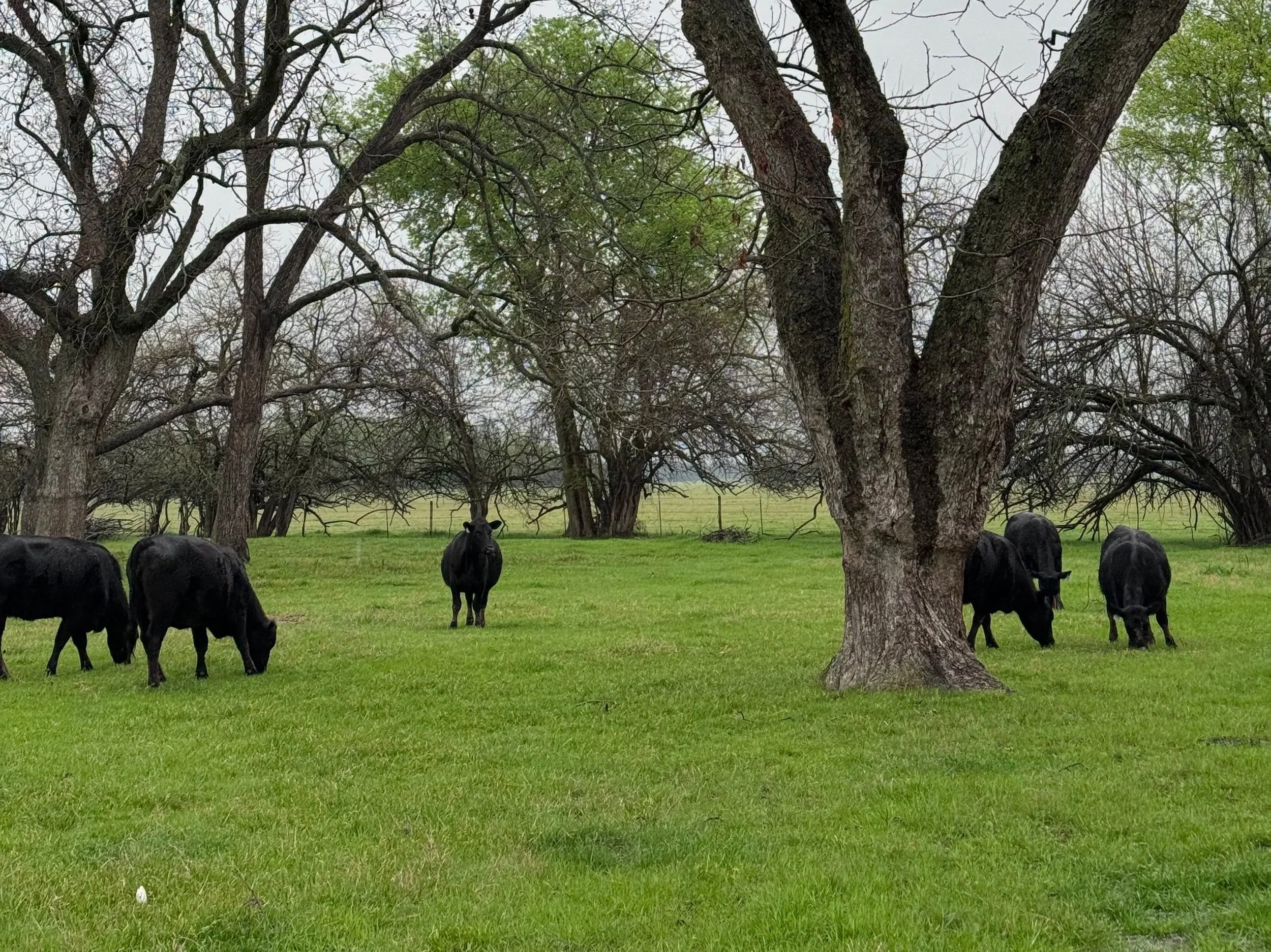 Rivers Wild Ranch | Premium Beef | Family-Owned | Powderly, TX