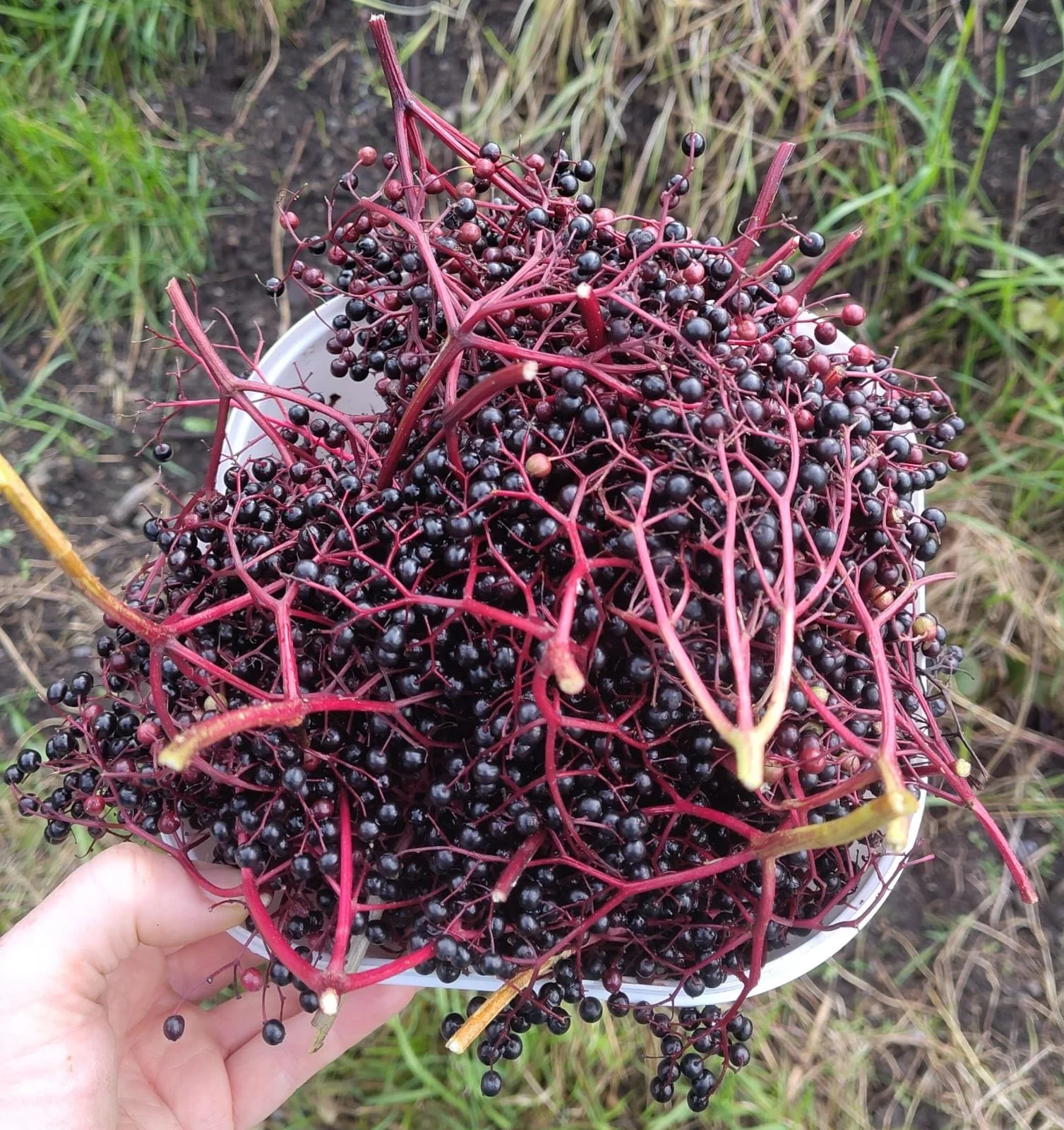 Berries from the Land.jpeg