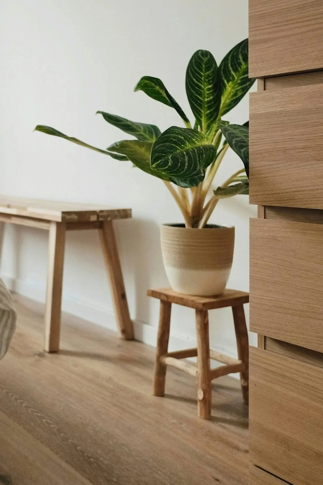 Une plante verte dans un pot beige, placée sur une petite chaise en bois, à côté d'un meuble en bois, dans une pièce avec un sol en bois clair.