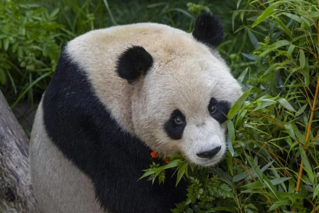 Panda.JPG