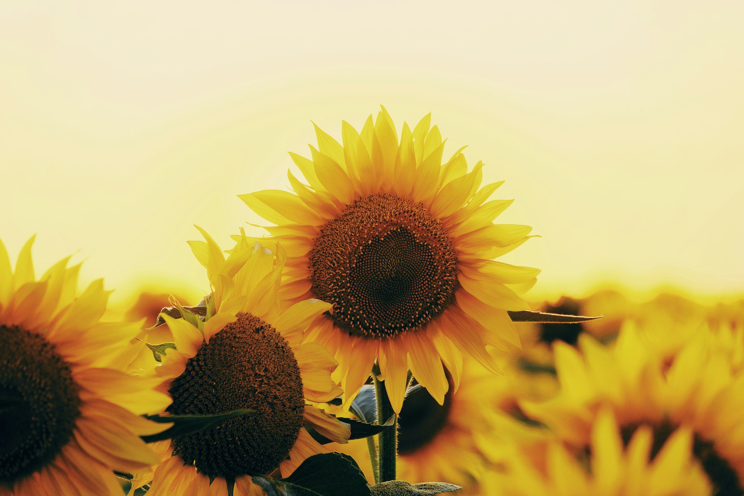 Close-up of a sunflower with bright yellow petals and a dark brown center against a light background.