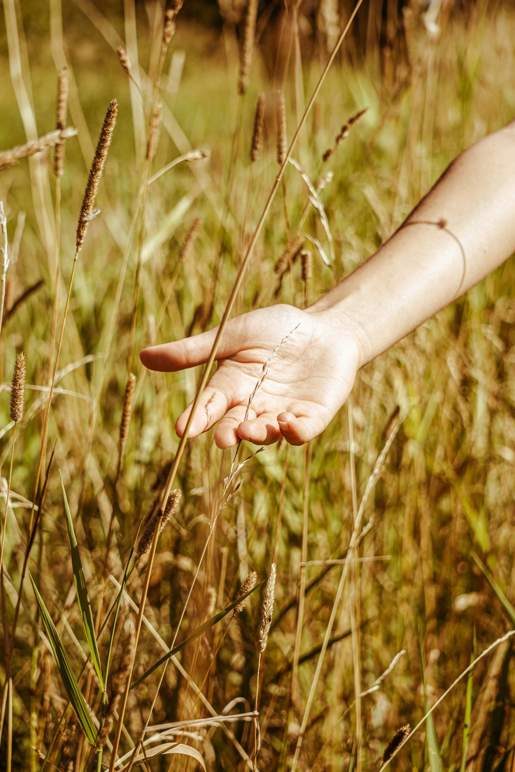 A human hand reaching through tall, dry grass in a field.