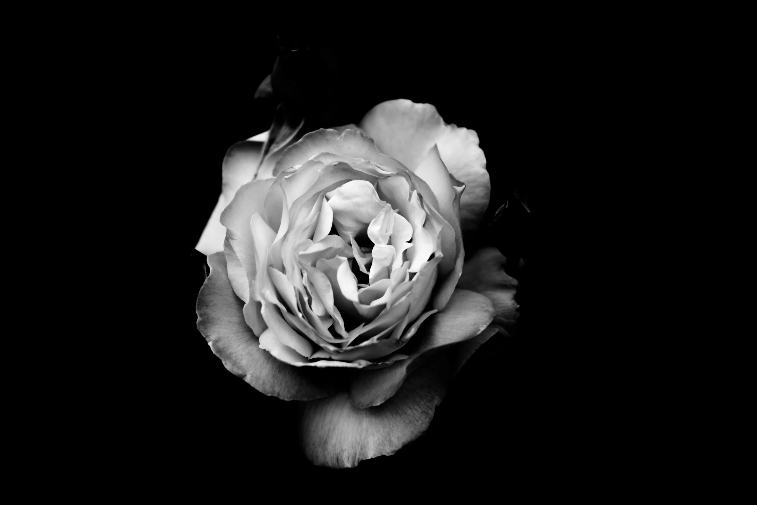 Black and white close-up photo of a fully bloomed rose with detailed petals, isolated against a dark background.