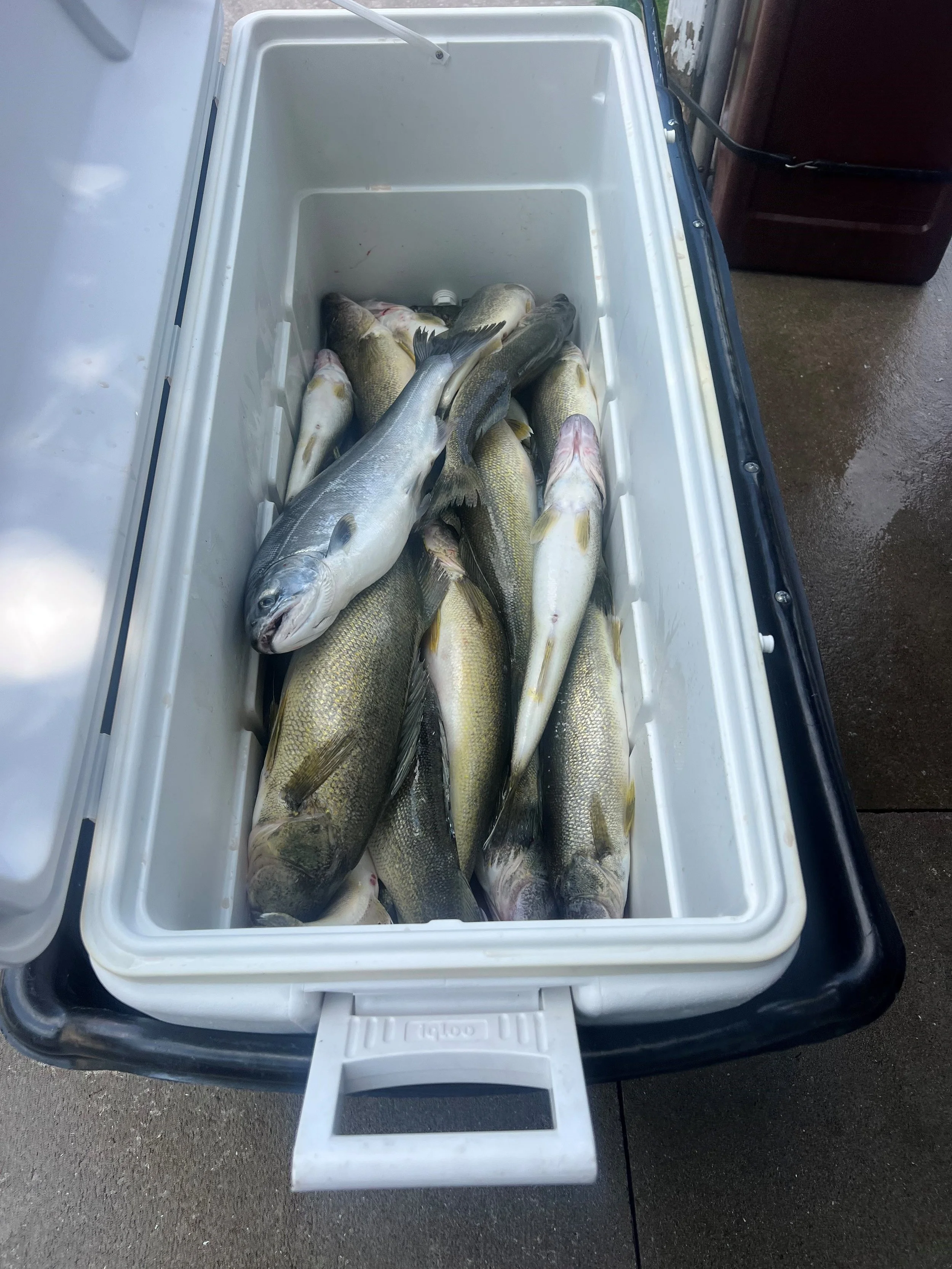 spencer charter 5.jpg