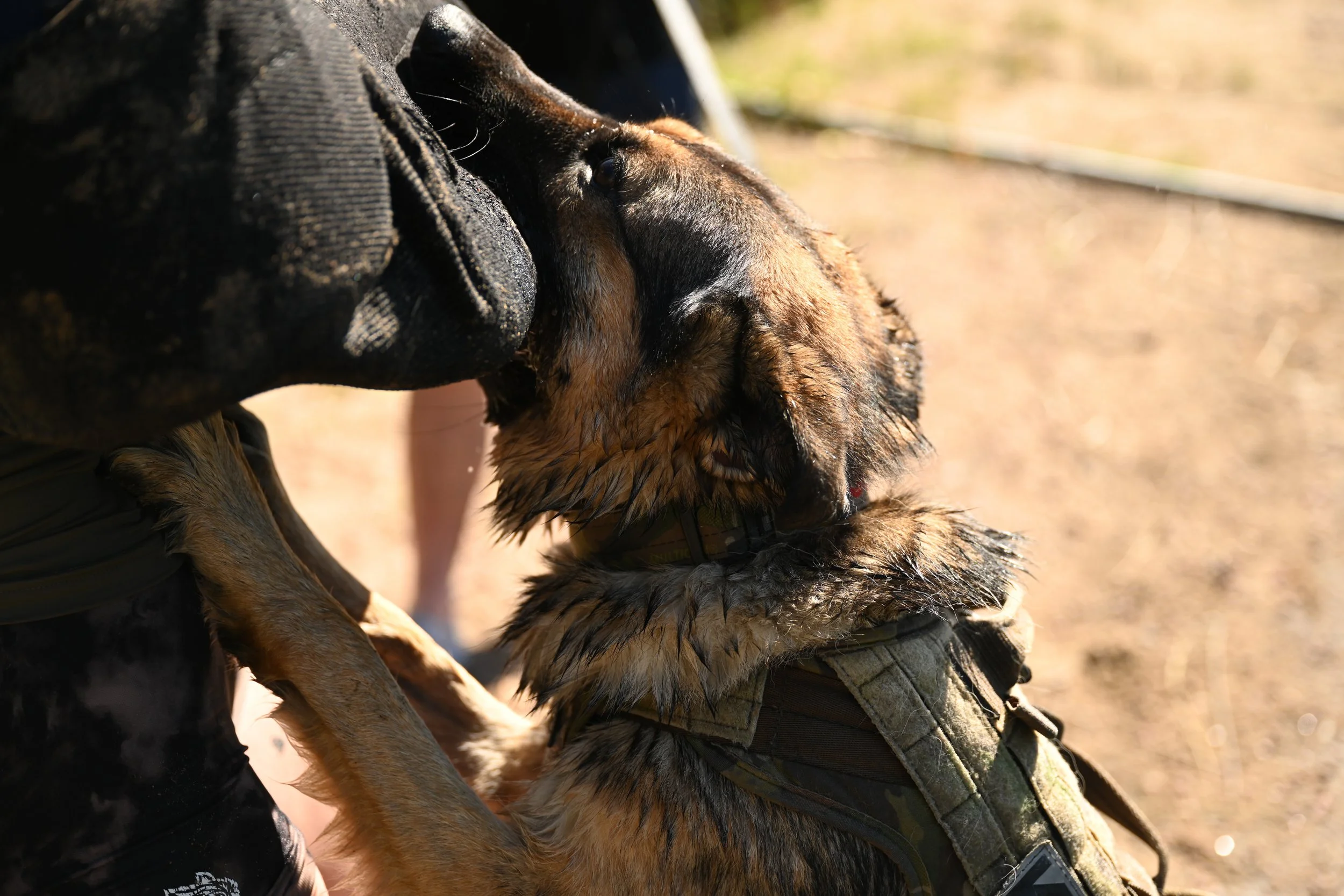 A person in black clothing and gloves is kissing a wet German Shepherd dog on the face outdoors during the daytime.