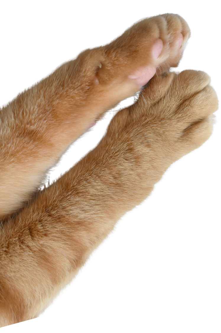 Close-up of orange tabby cat's front paws with pink paw pads, raised and stretched out.