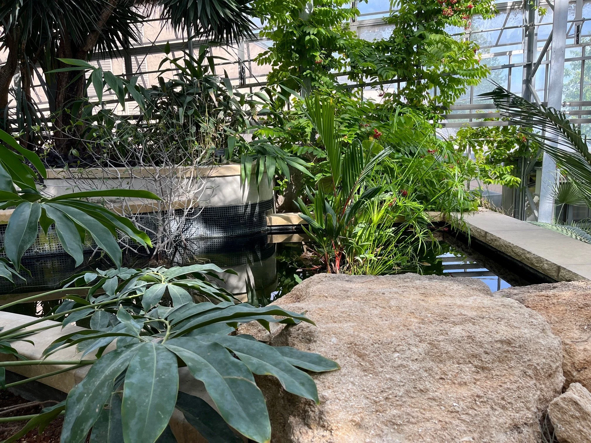 Lauritzen Tropical Middle Pool (1).jpg