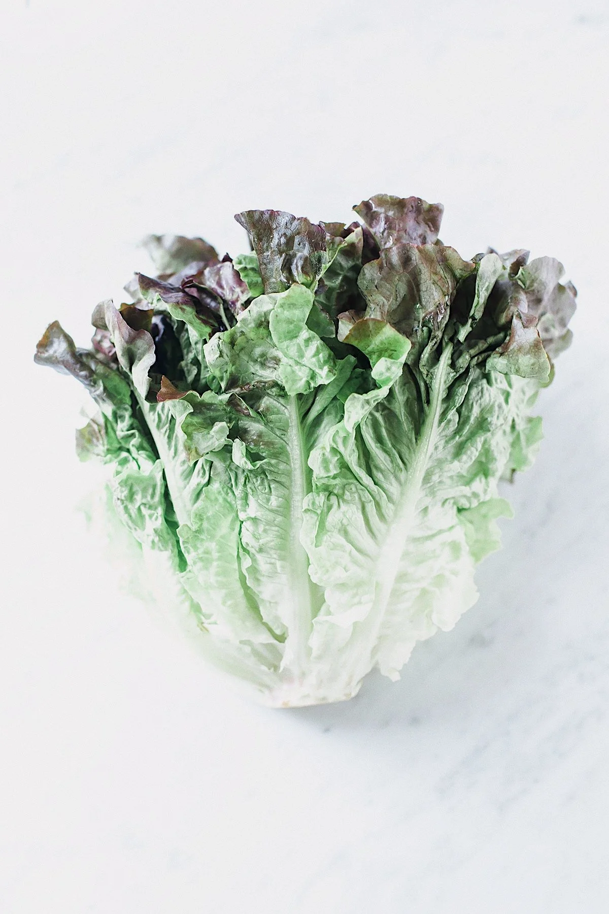 Fresh red leaf lettuce before washing and storing.