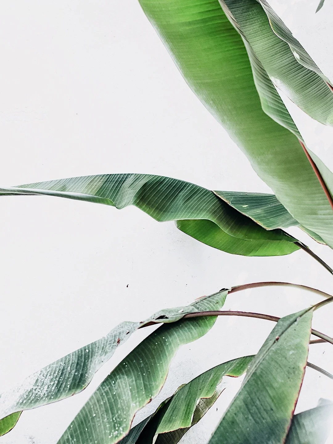 Minimal green tropical leaves against white background symbolizing calm and natural balance.