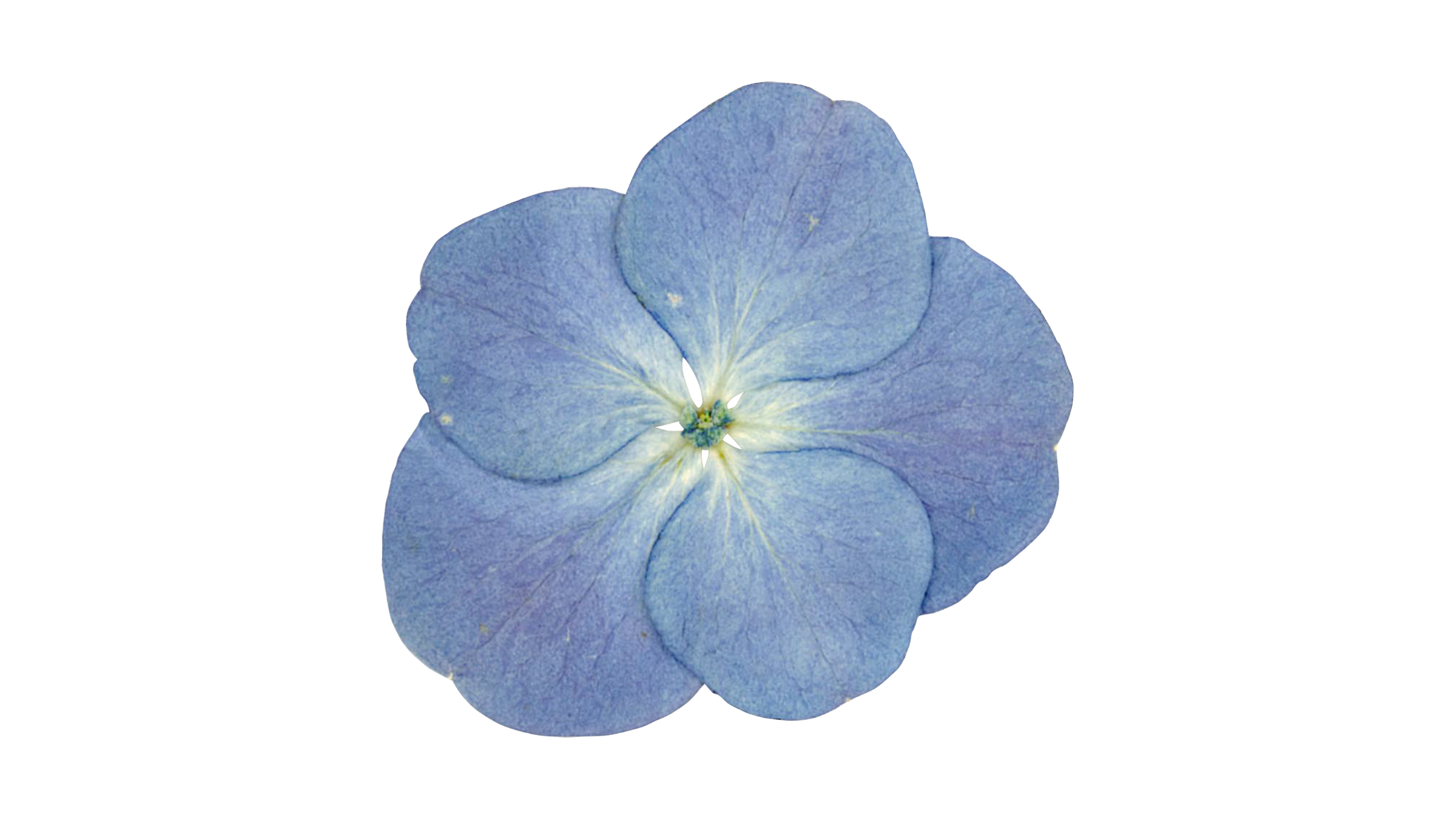 Close-up of a light blue hydrangea flower with delicate petals and a small central cluster of stamens.