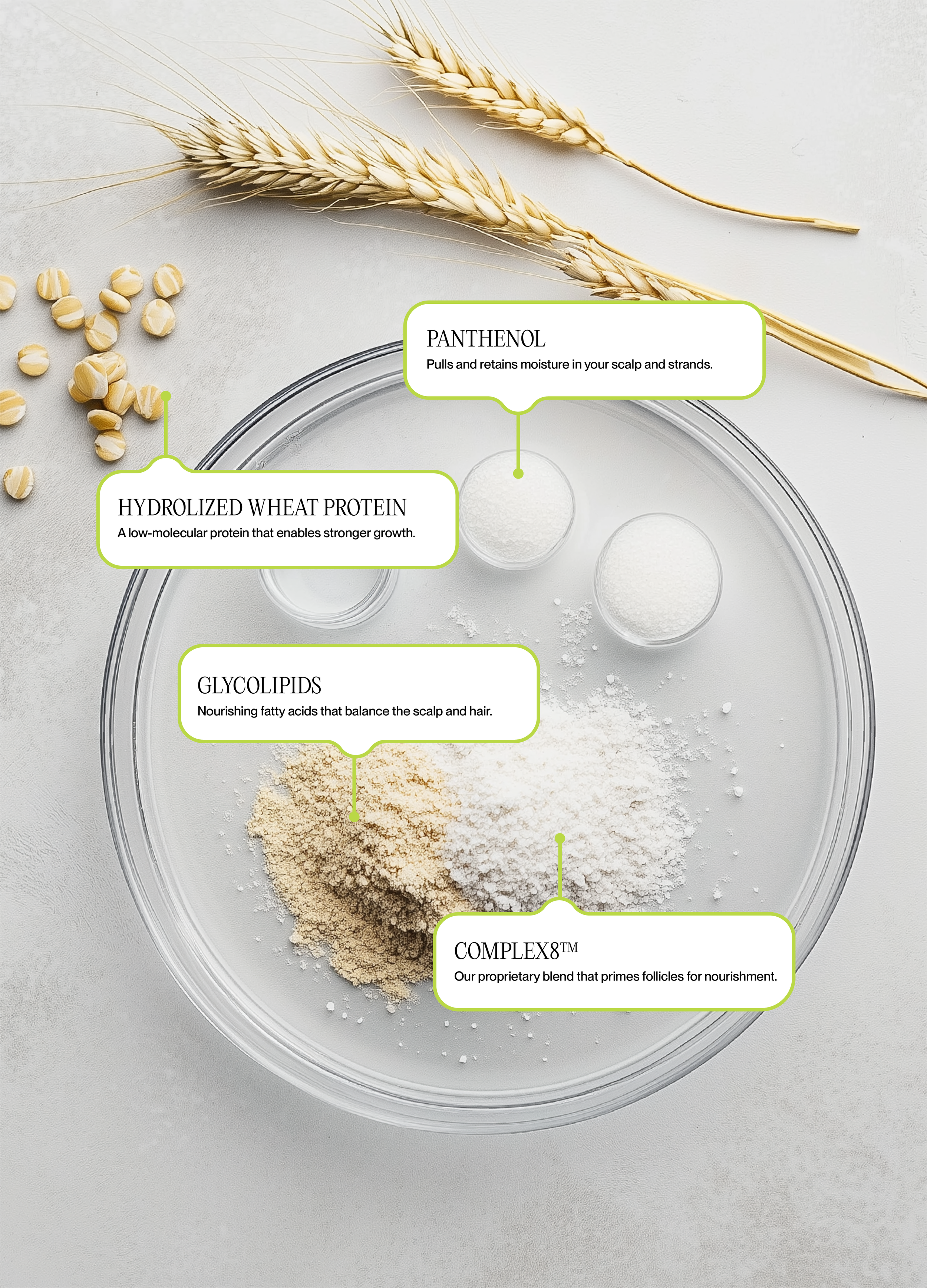 A clear glass petri dish with four labeled powders: hydrolyzed wheat protein, glycolipids, panthenol, and complex8, along with wheat stalks and grains on a light background.