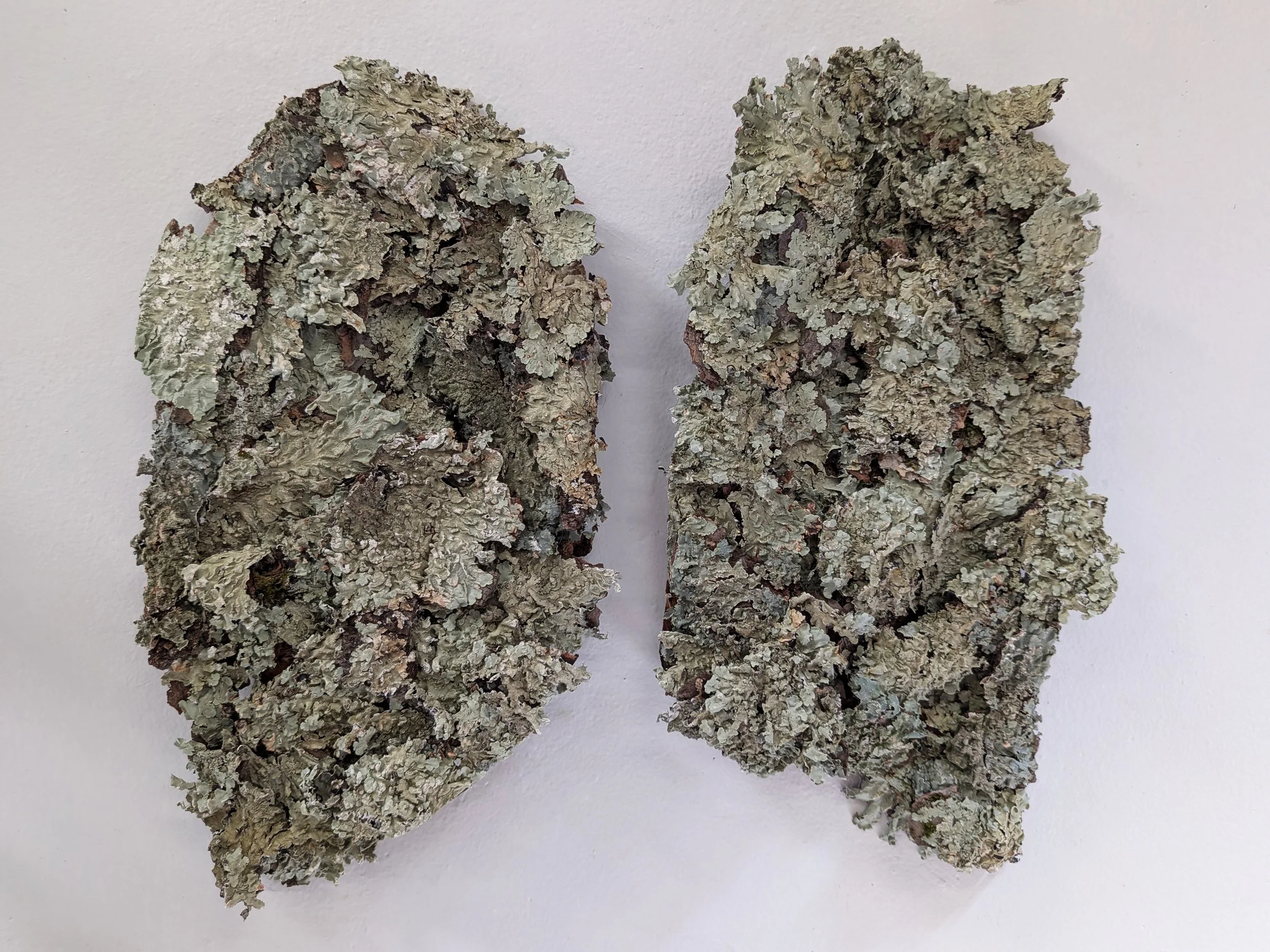 Lungs.jpg